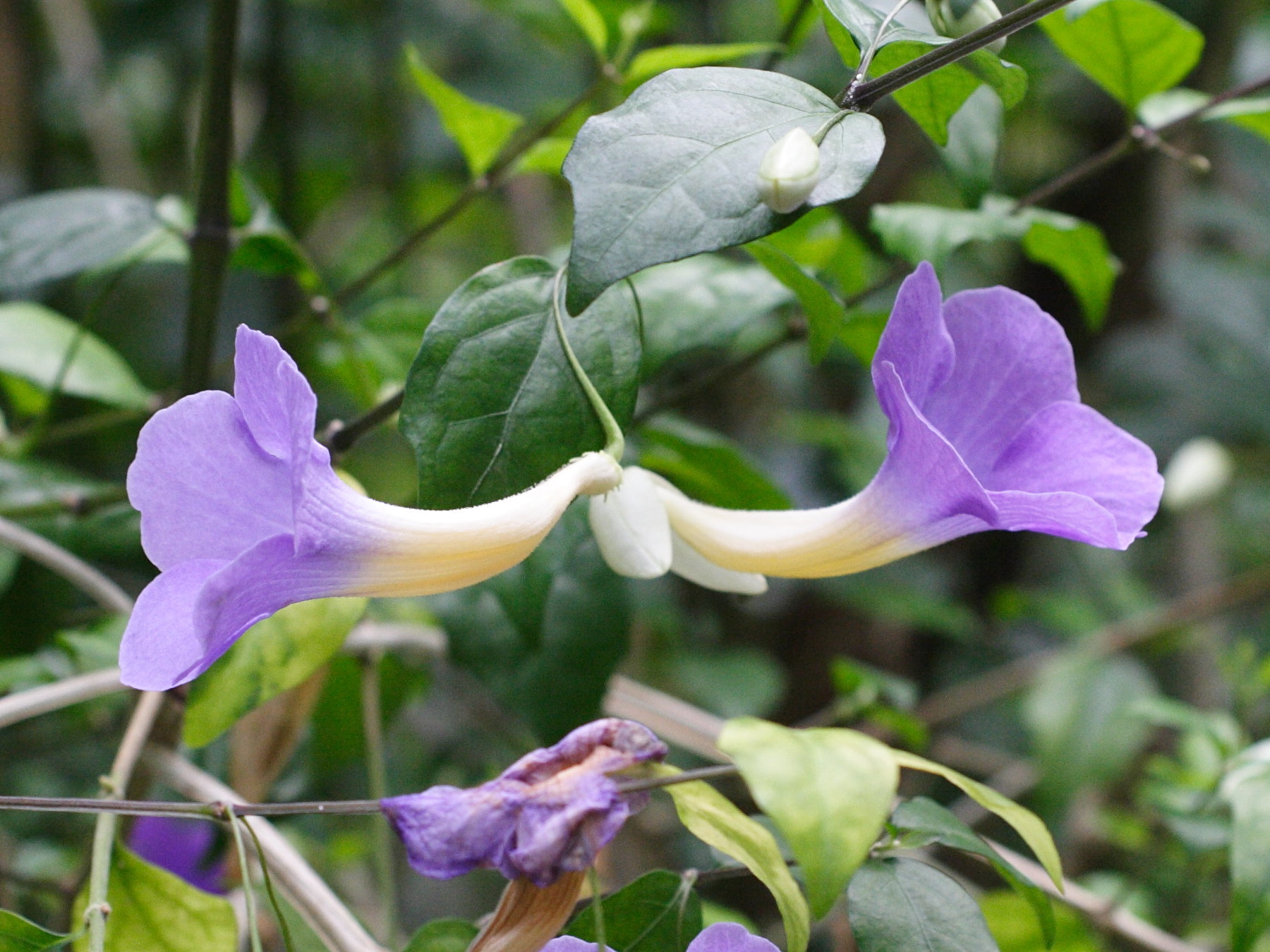 thunbergia_erecta3md