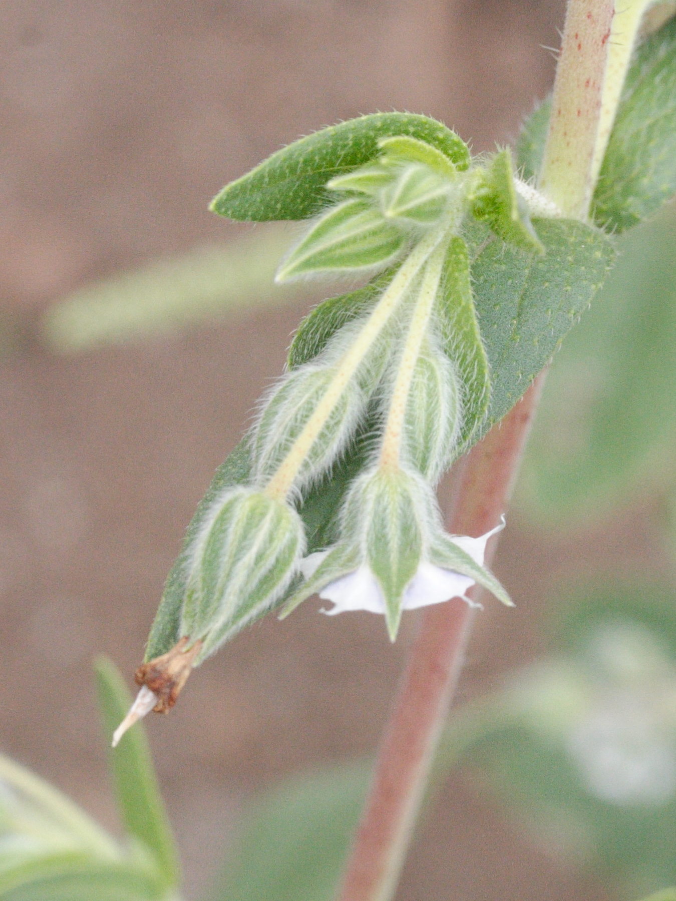 trichodesma_zeylanicum3md