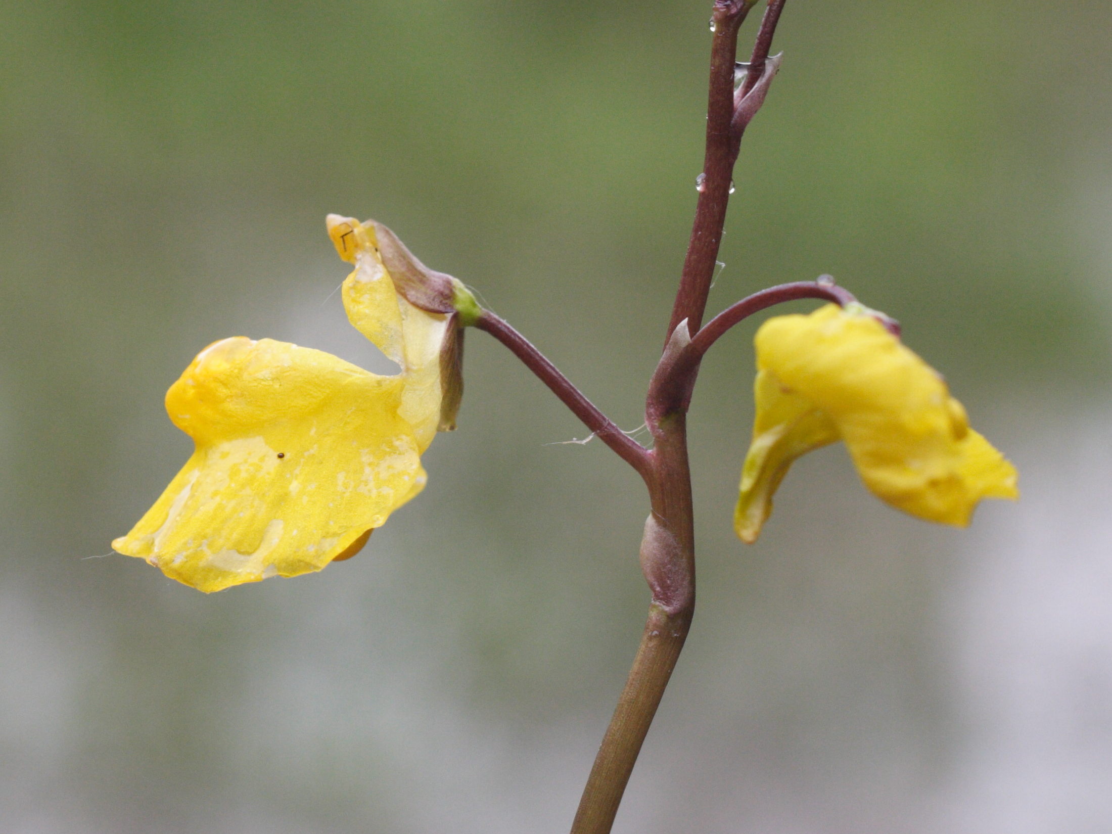 utricularia_vulgaris1md