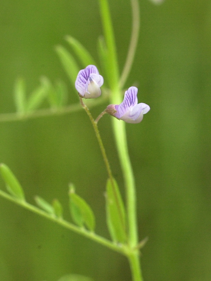 vicia_tetrasperma2md
