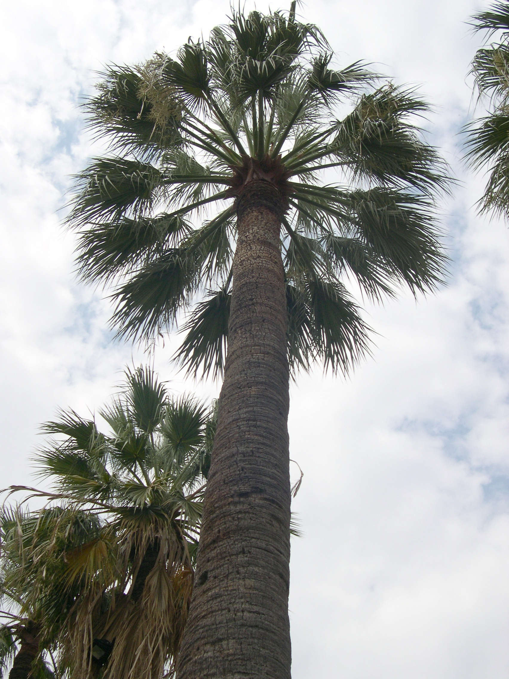 Sysbio, Base de données de systématique Washingtonia robusta (Palmier