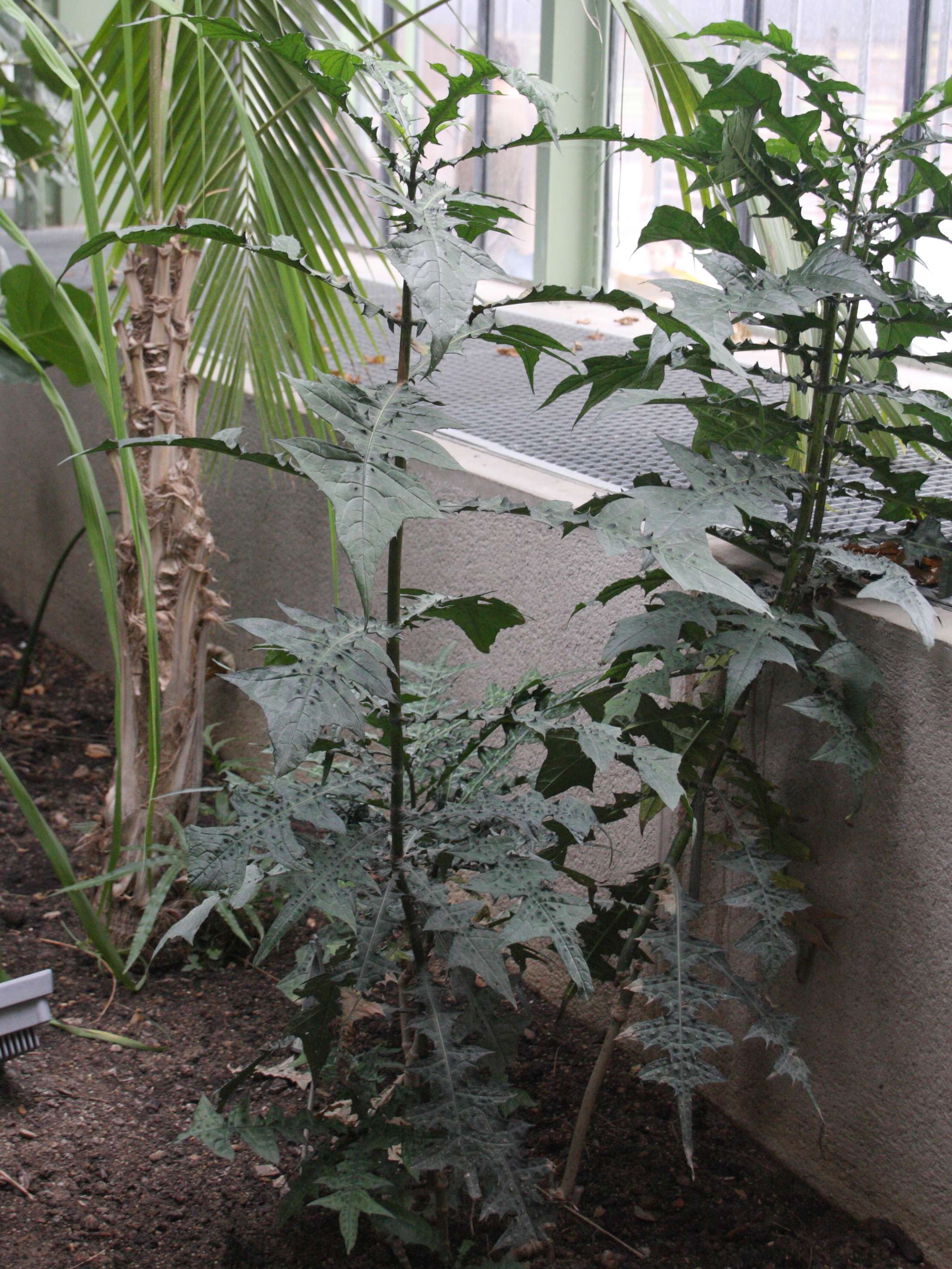 acanthus_montanus1bd