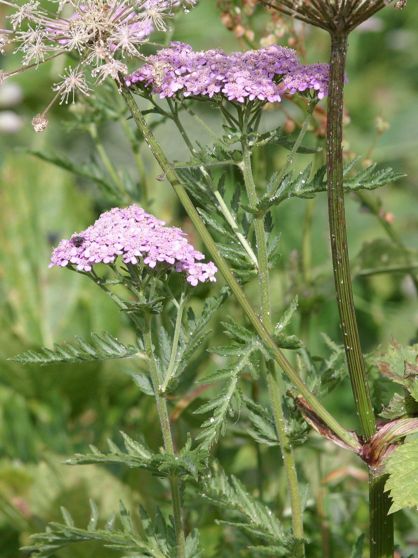 achillea_distans_tanacetifolia1abd