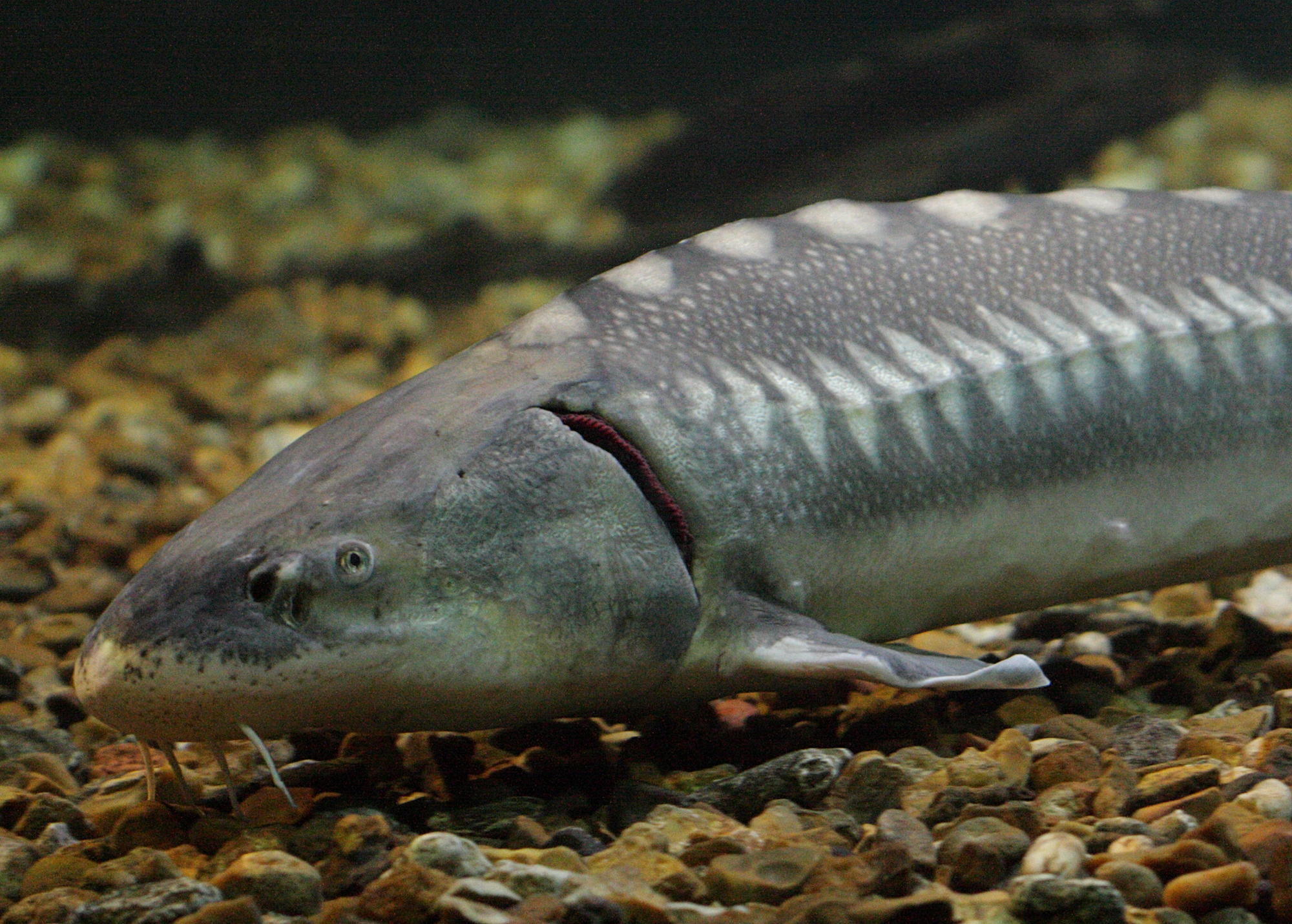 acipenser_naccarii2bd