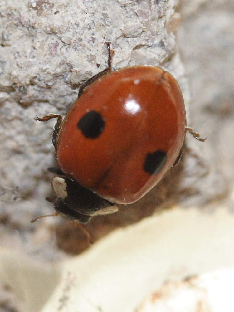 adalia_bipunctata3md