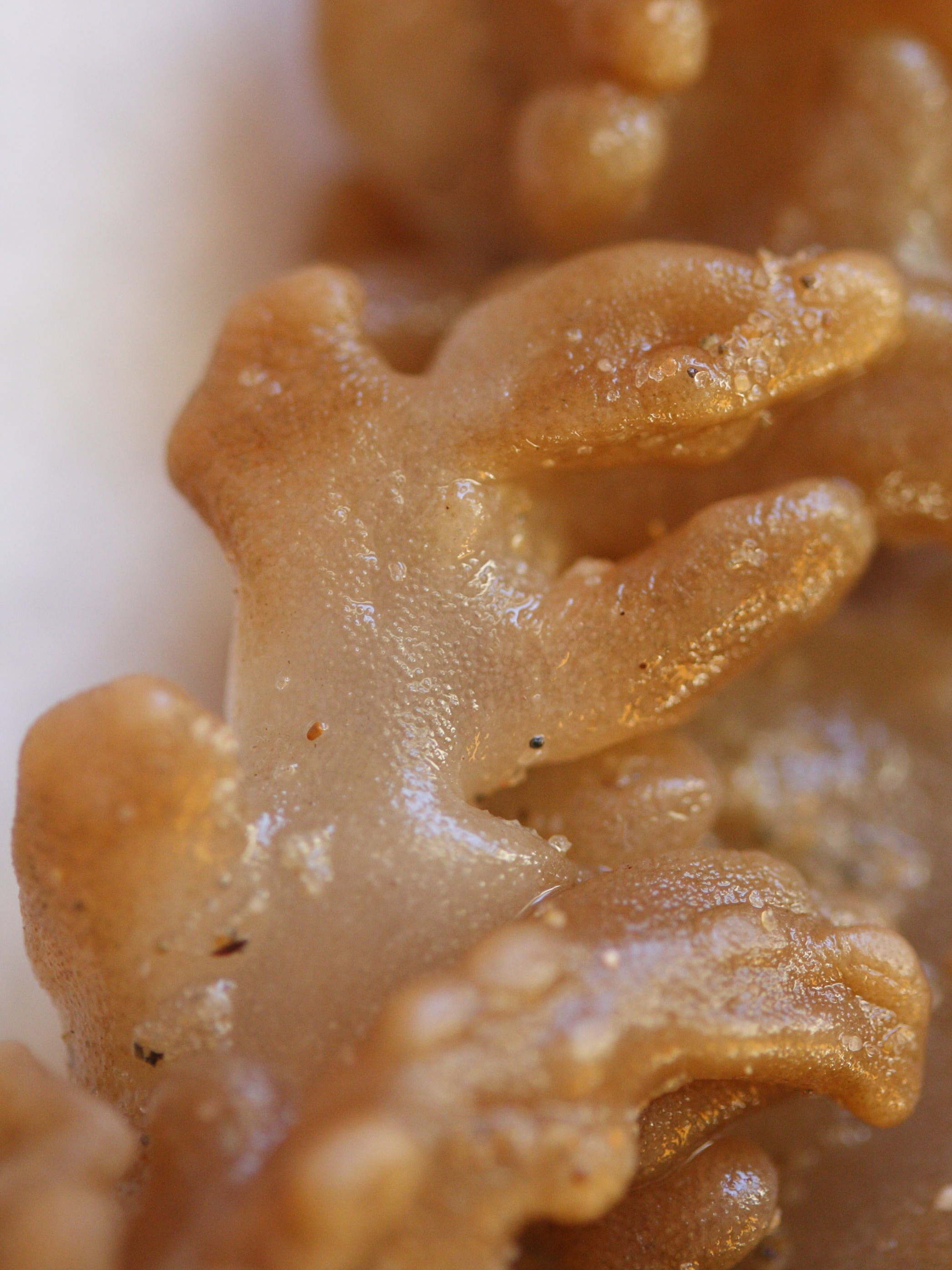 Afficher le média alcyonidium_diaphanum1md alcyonidium_diaphanum1md