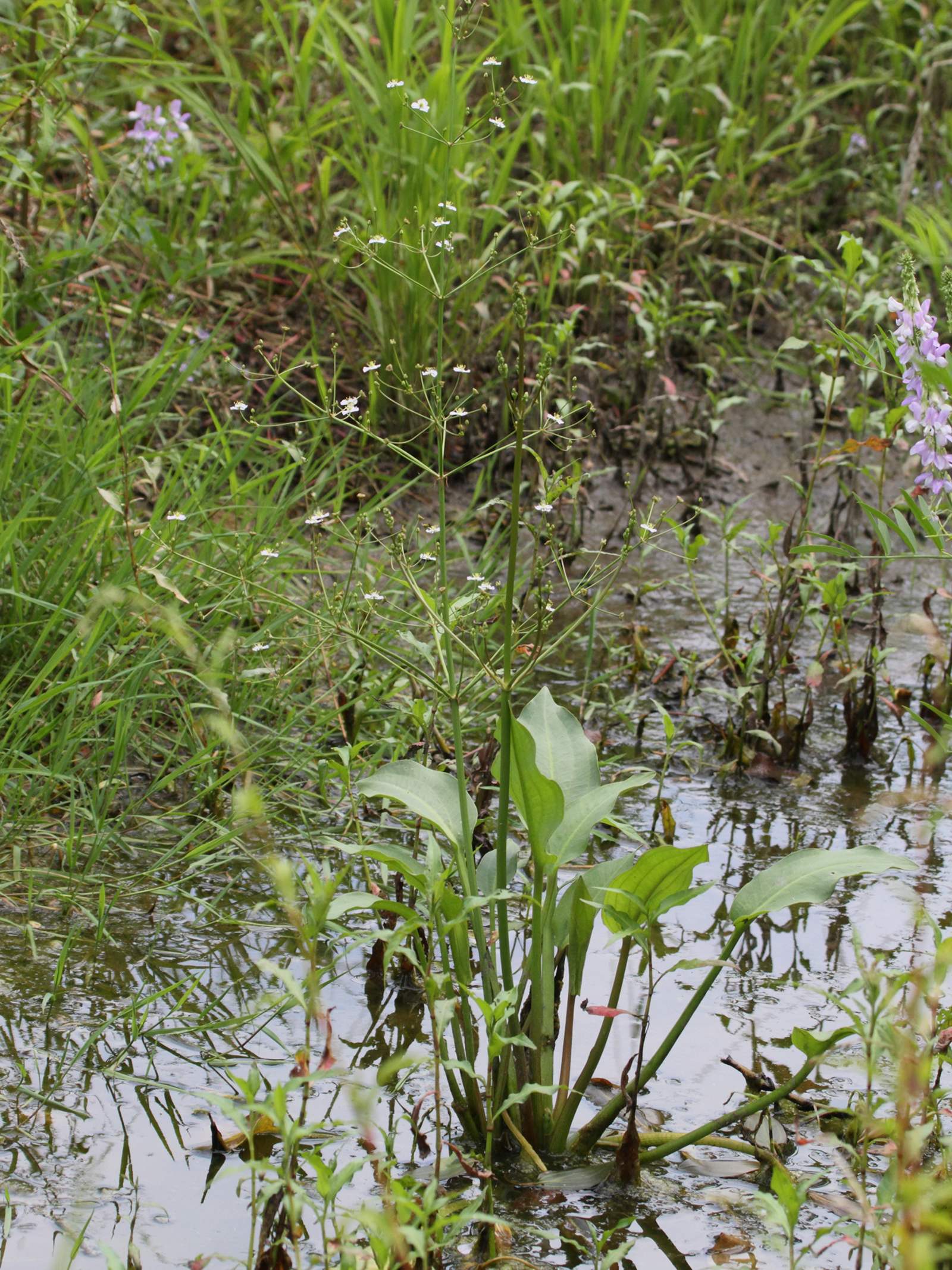 alisma_plantago-aquatica1abd