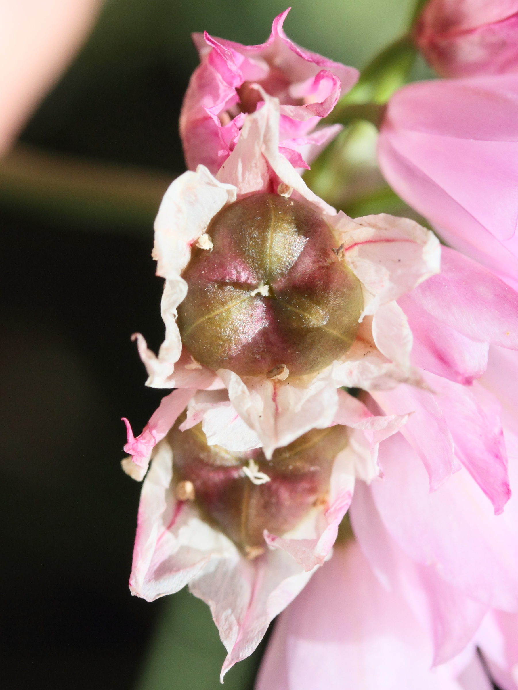 allium_narcissiflorum4md