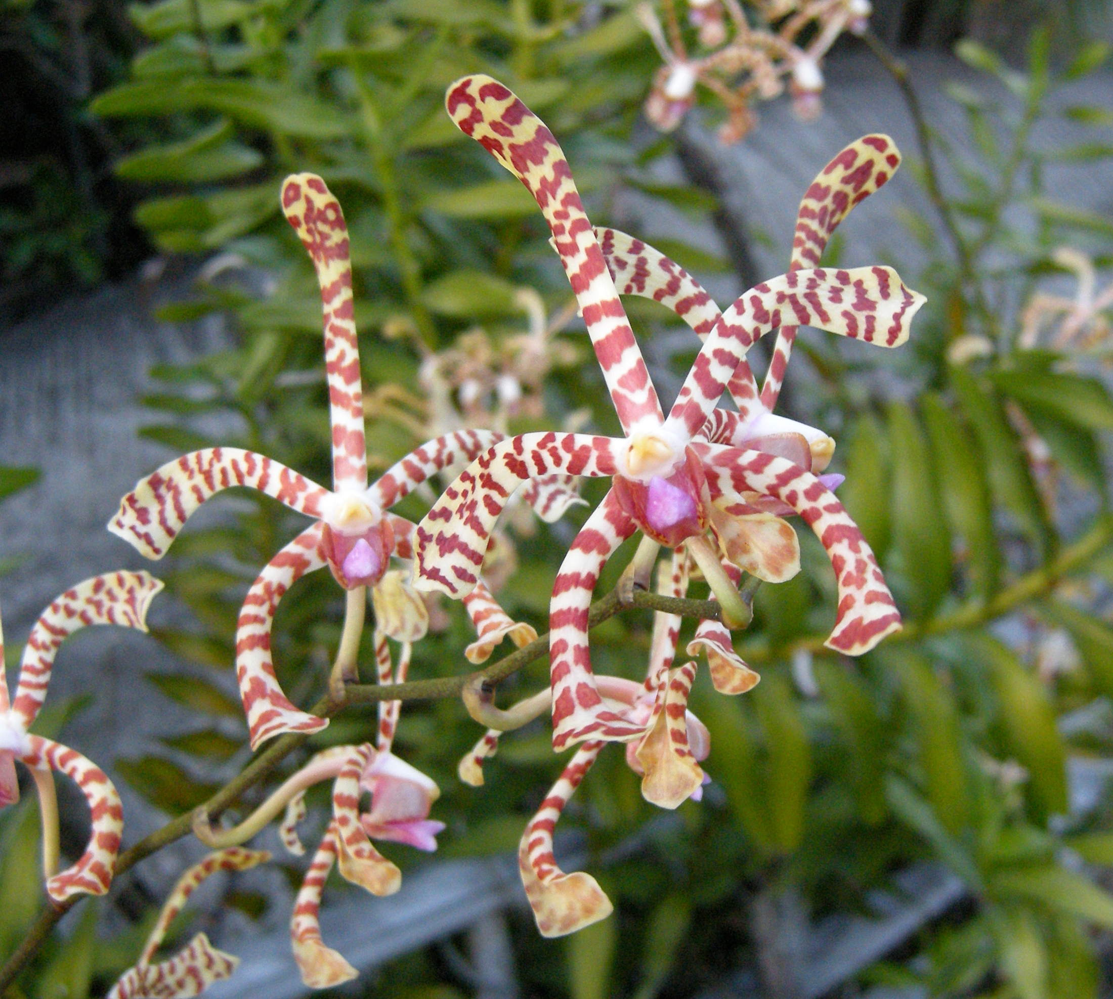 arachnis_flos-aeris3bd