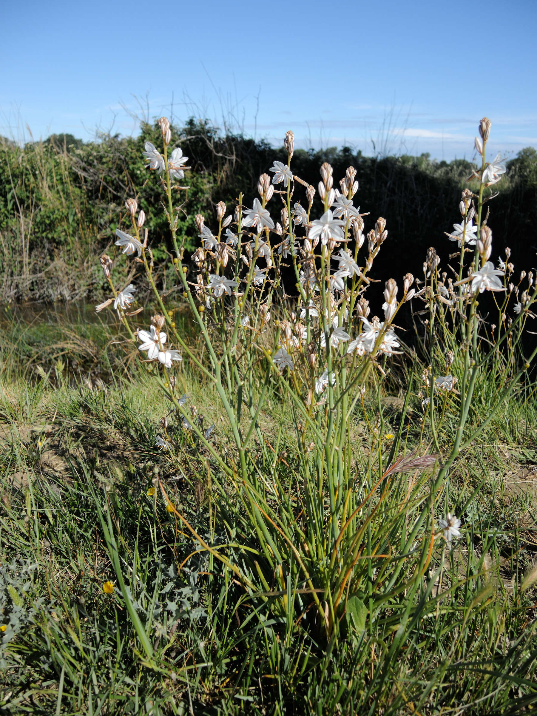 asphodelus_ayardii1md