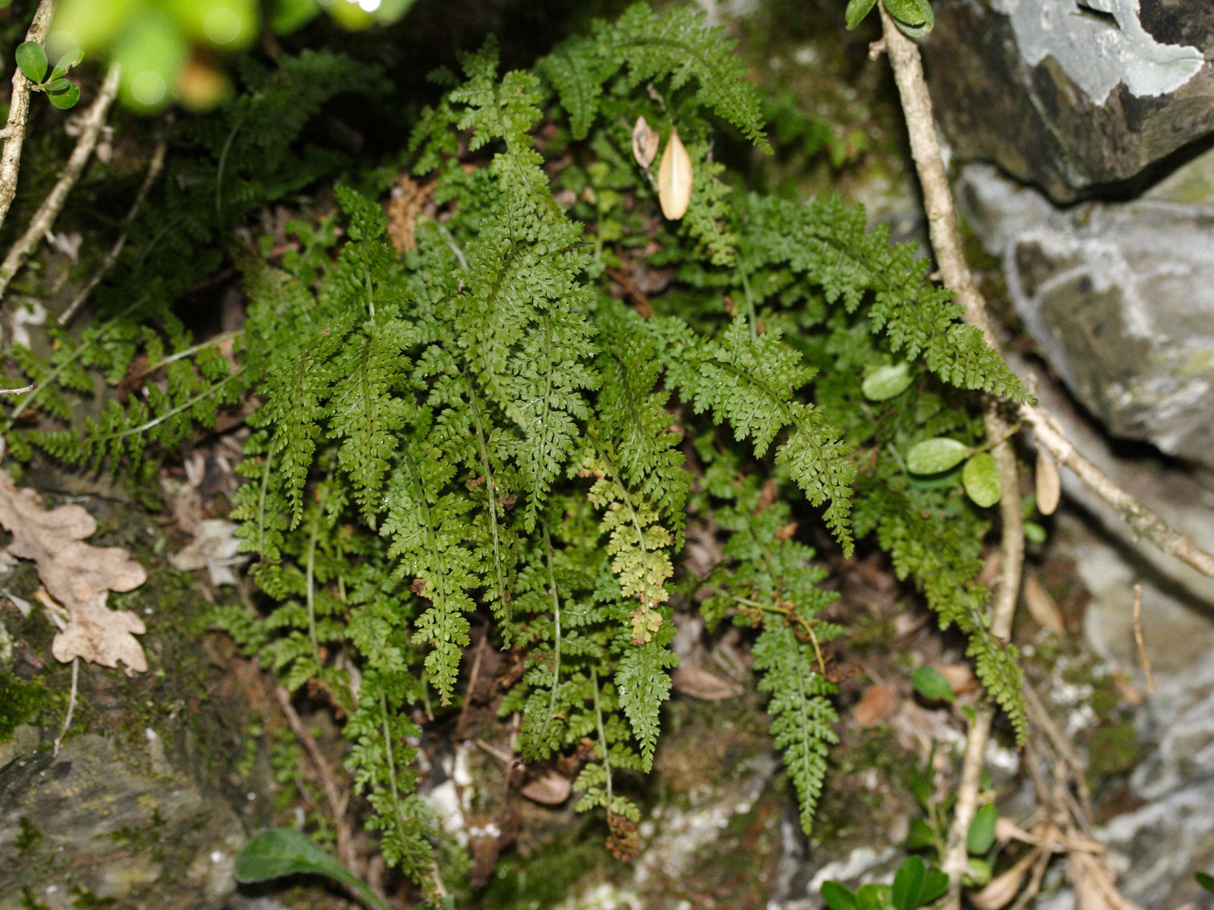 Afficher le média asplenium_fontanum4md asplenium_fontanum4md