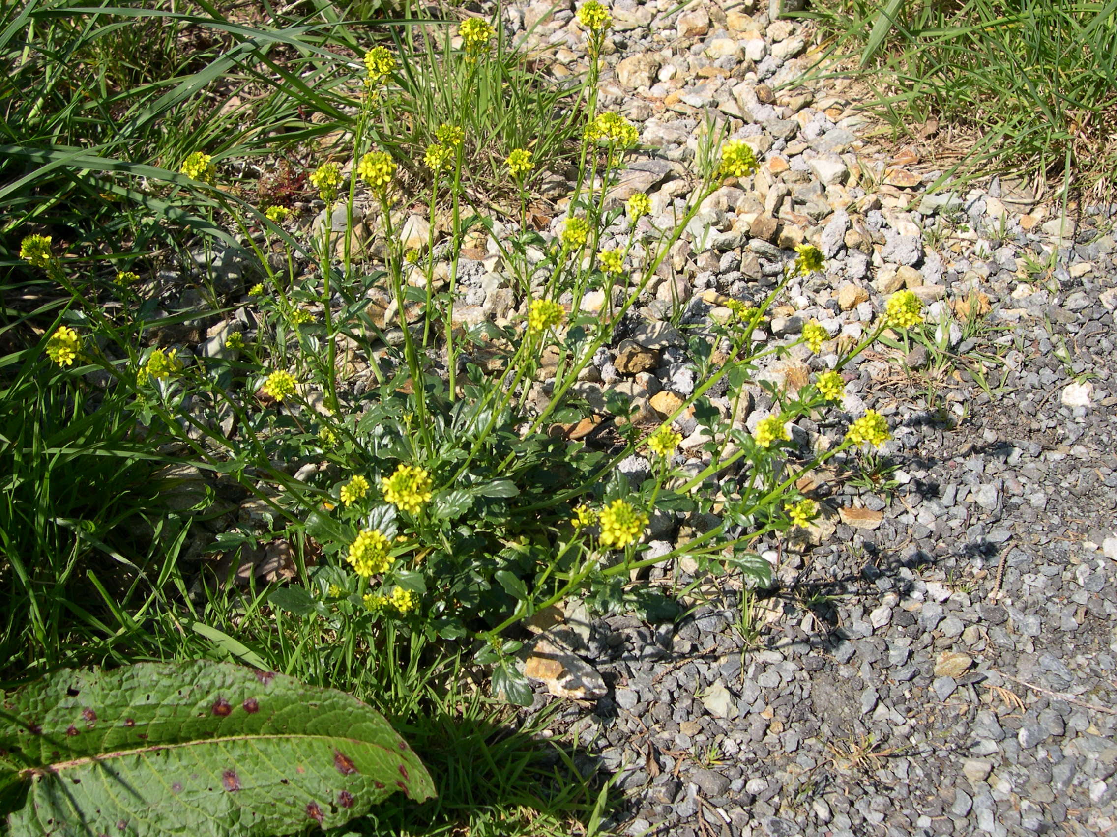 Afficher le média barbarea_vulgaris1bmd barbarea_vulgaris1bmd