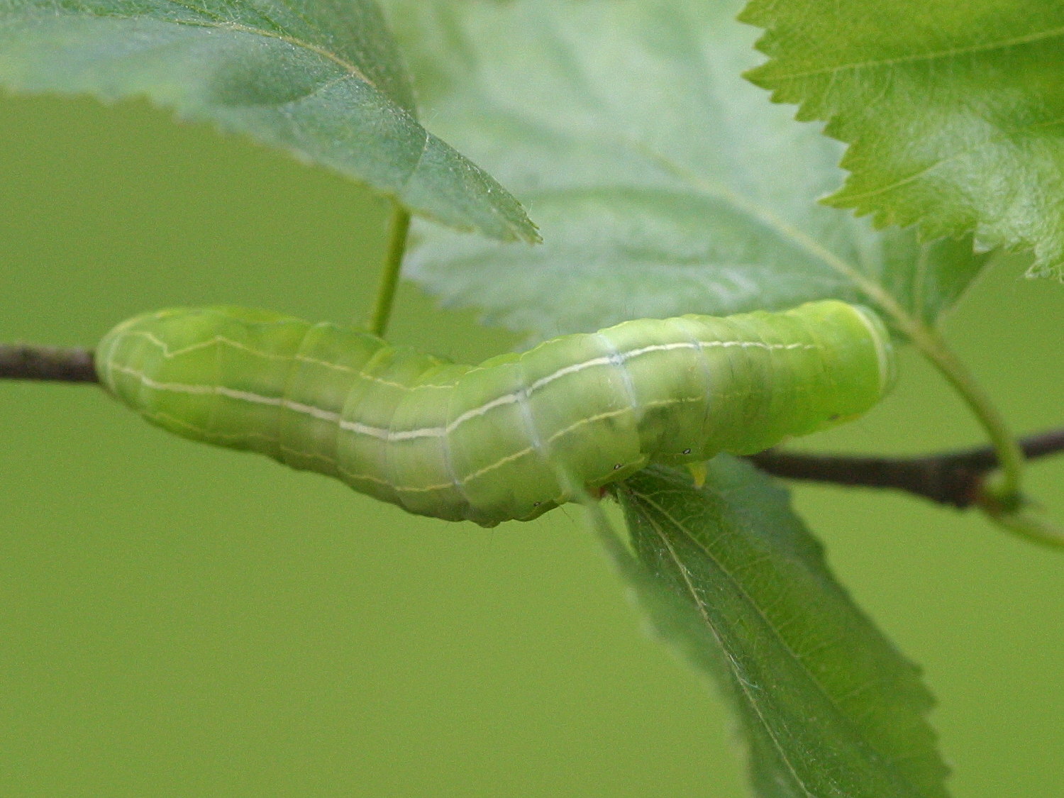 brachionycha_sphinx_ch3md