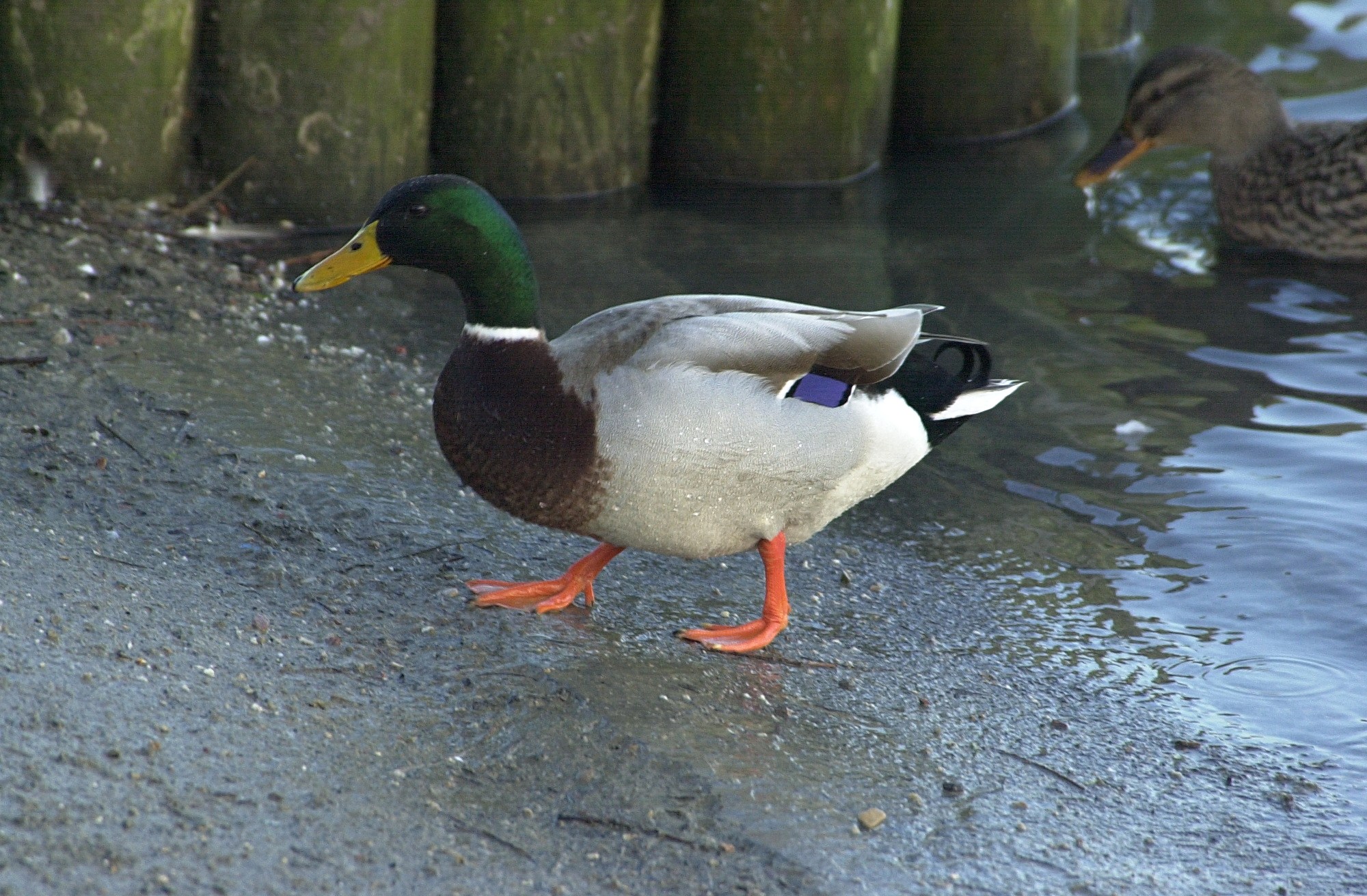 canard_colvert_-_anas_platyrhynchos1md