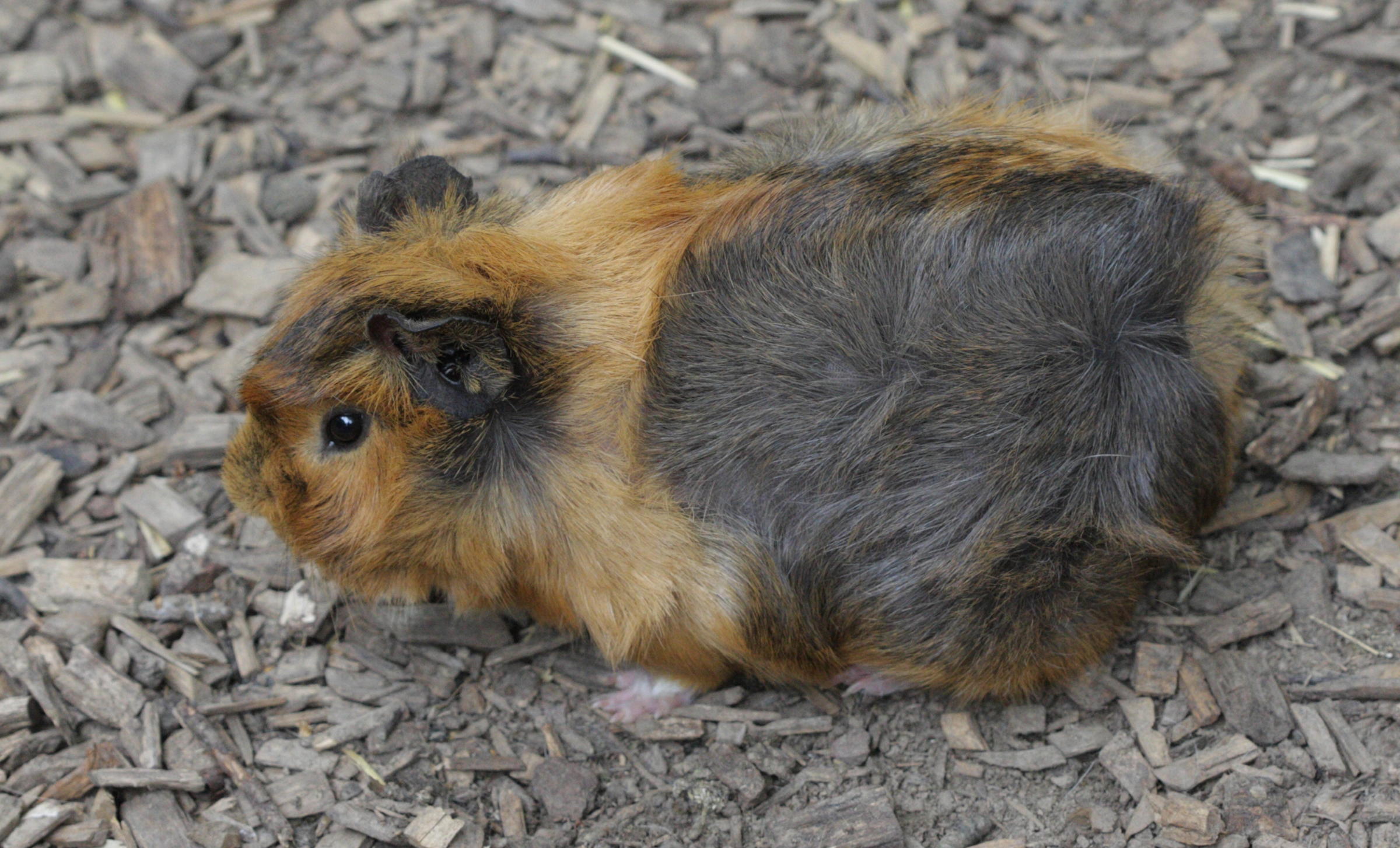 cavia_porcellus2bd
