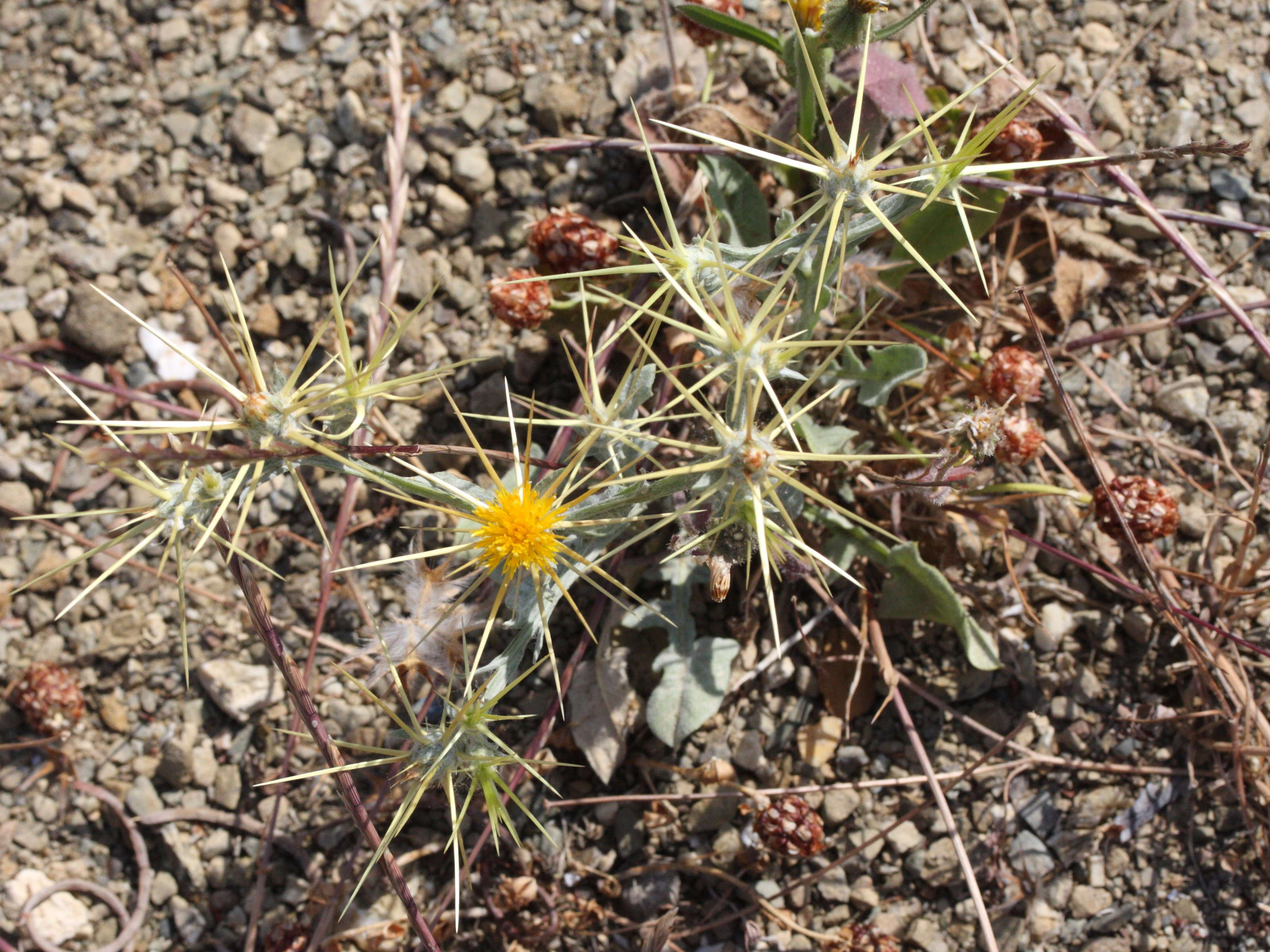 centaurea_solstitialis4md