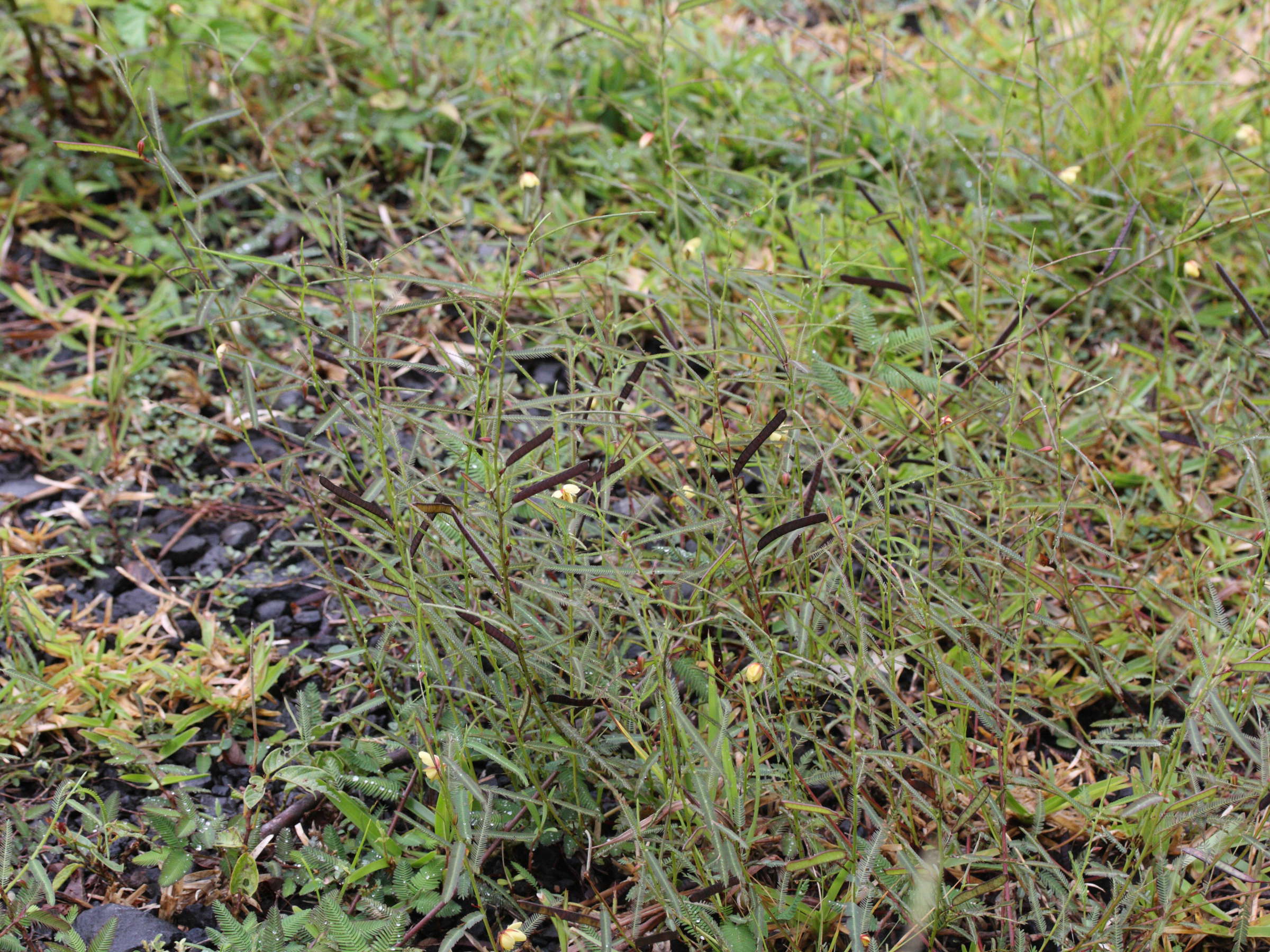 chamaecrista_mimosoides4md