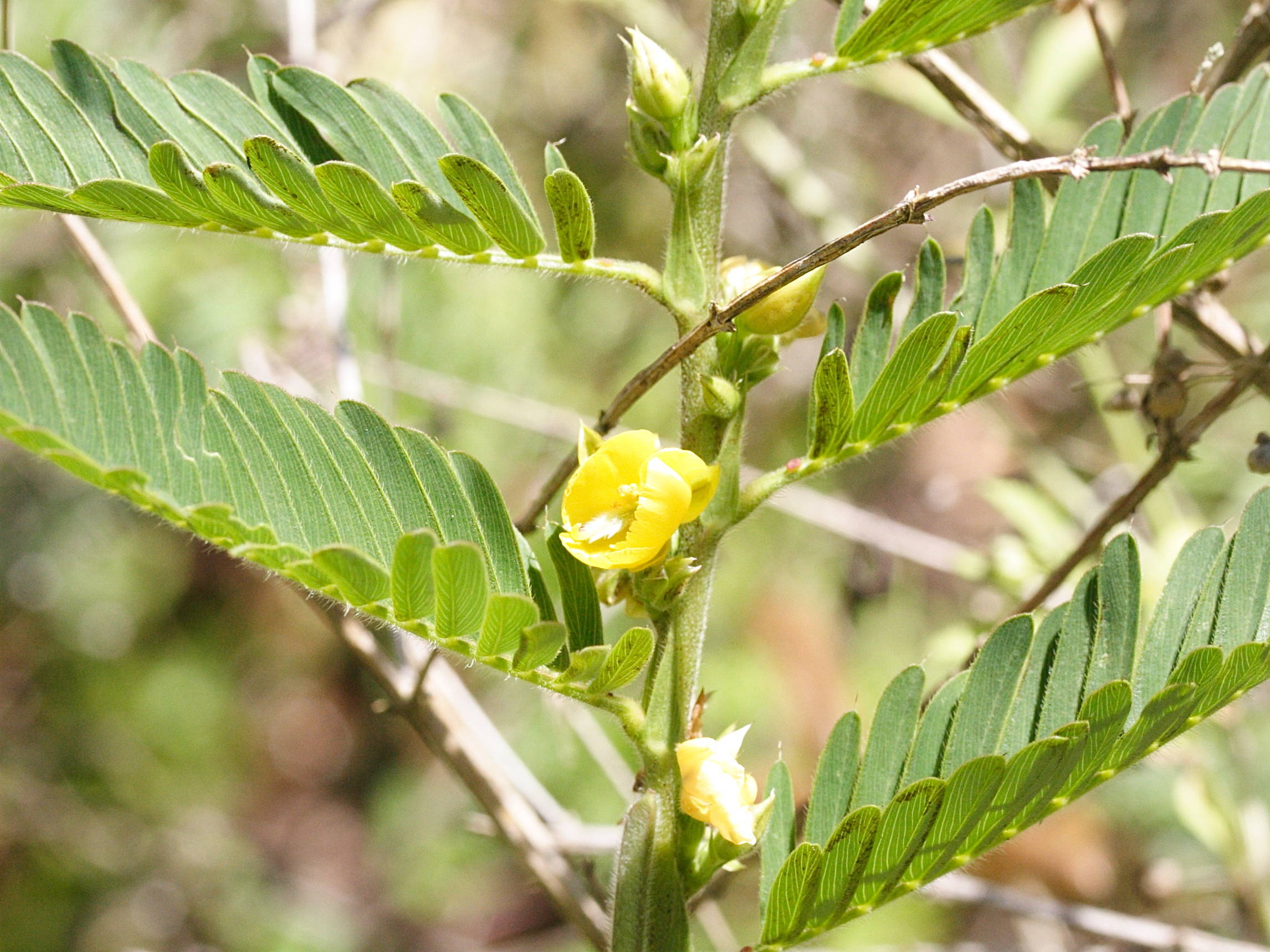 chamaecrista_nictitans3md