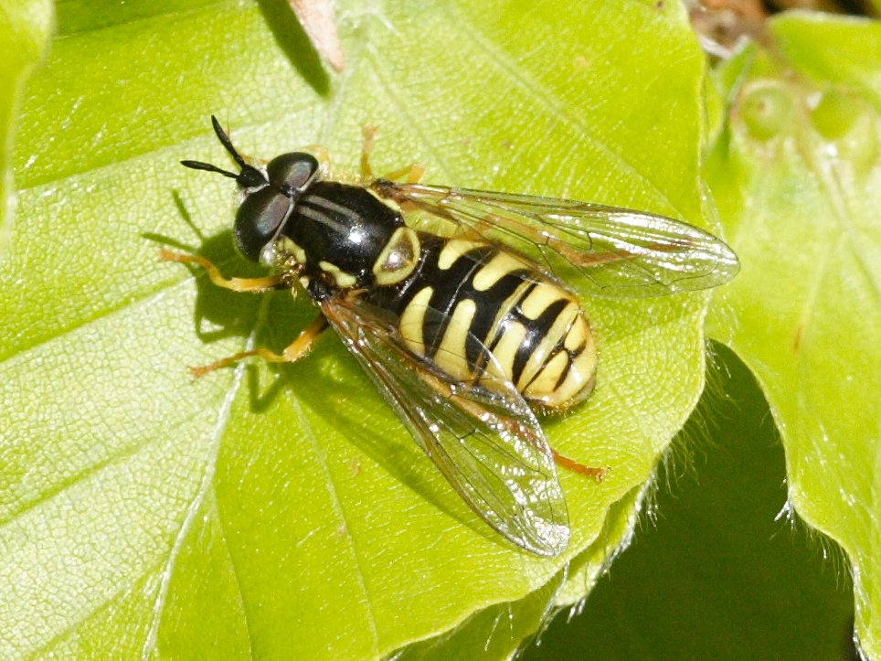 chrysotoxum_cautum1md