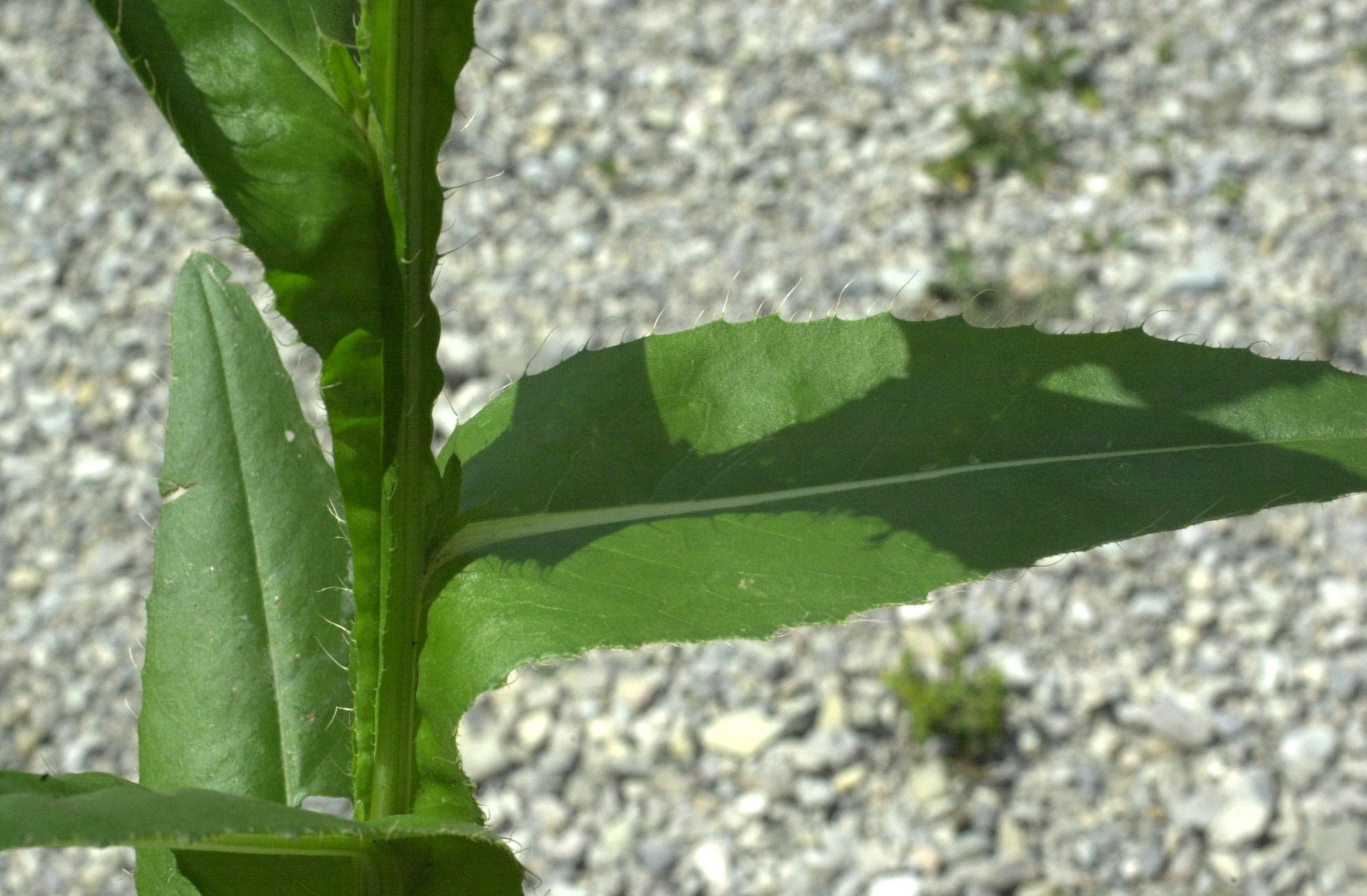 cirsium_monspessulanum4md