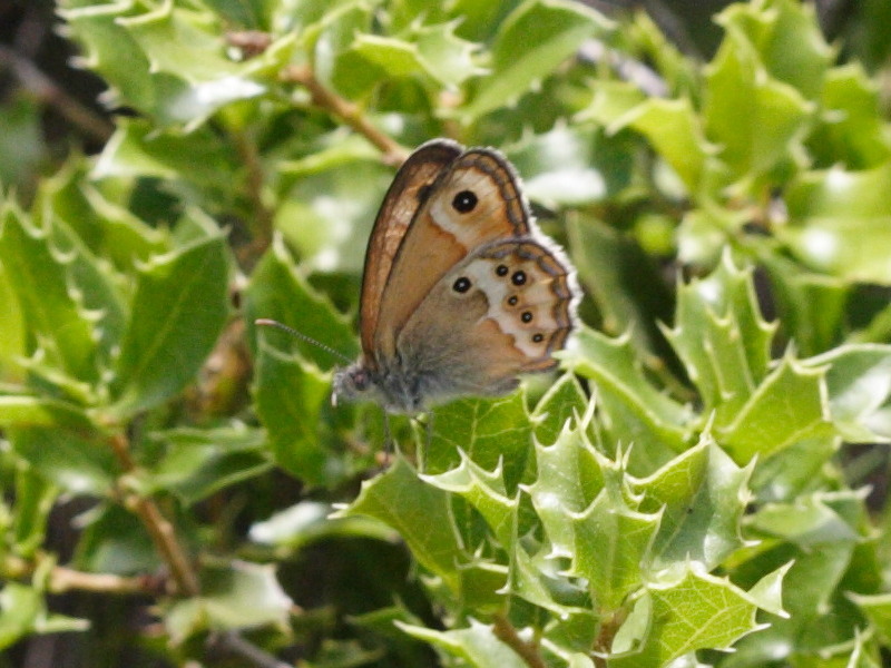 coenonympha_dorus1md