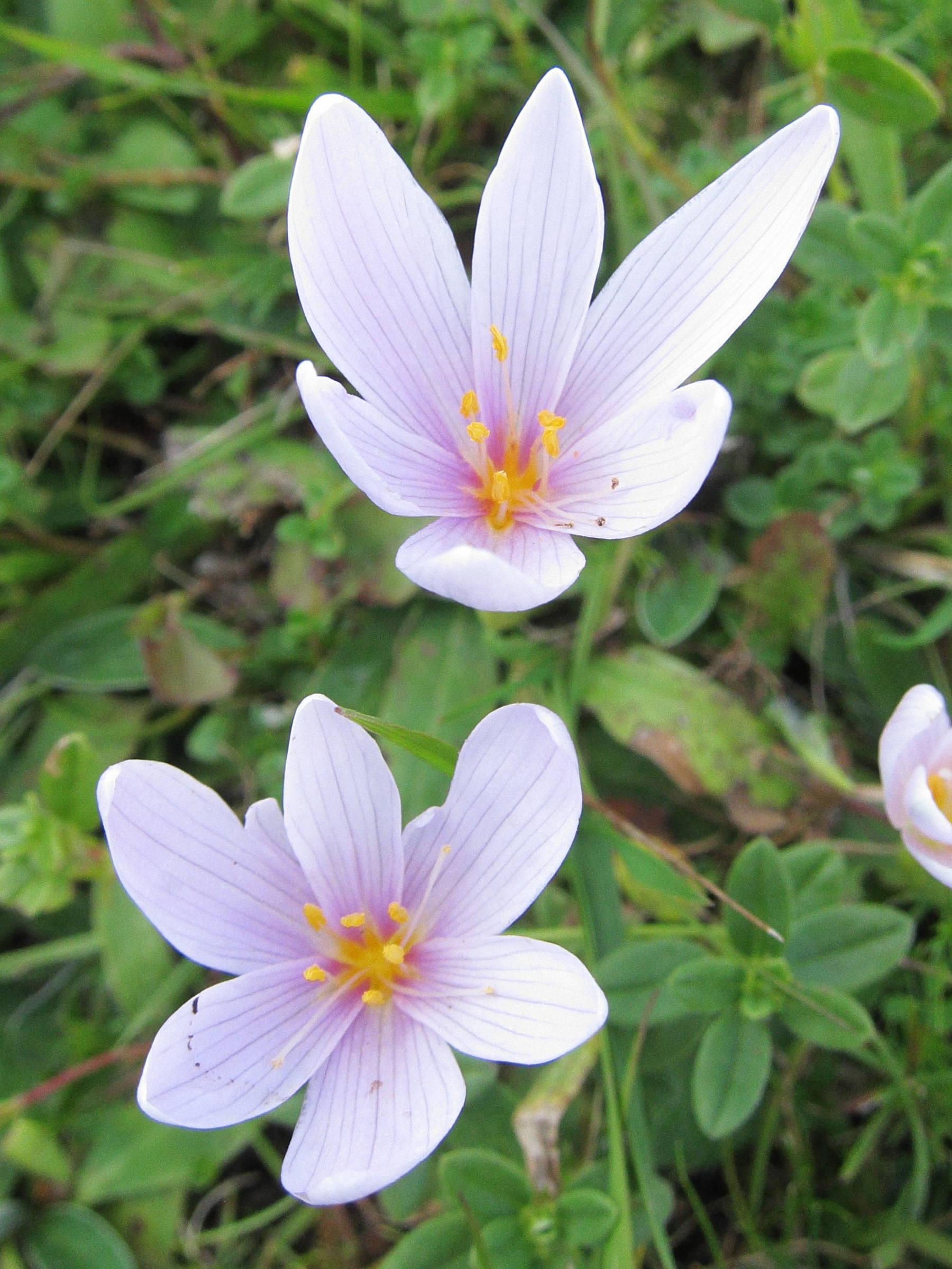 colchicum_alpinum2bd