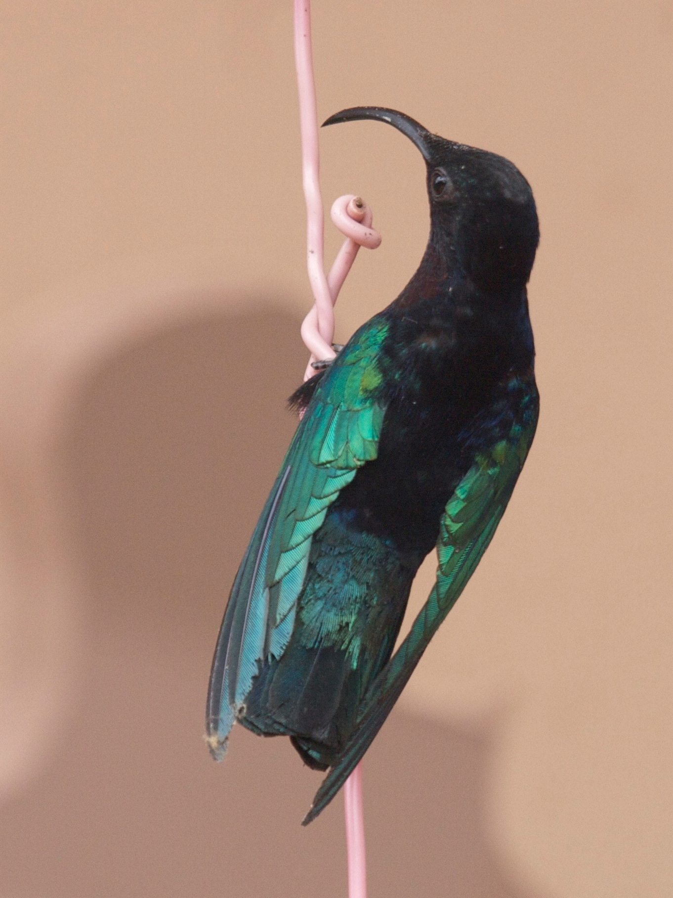 colibri_madere_-_eulampis_jugularis3bd