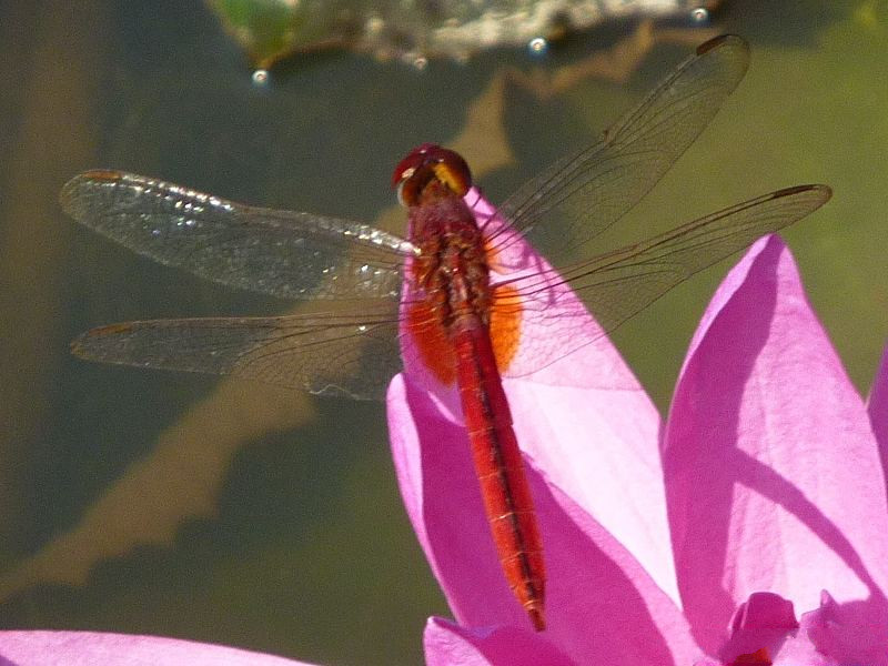 crocothemis_servilia1fc