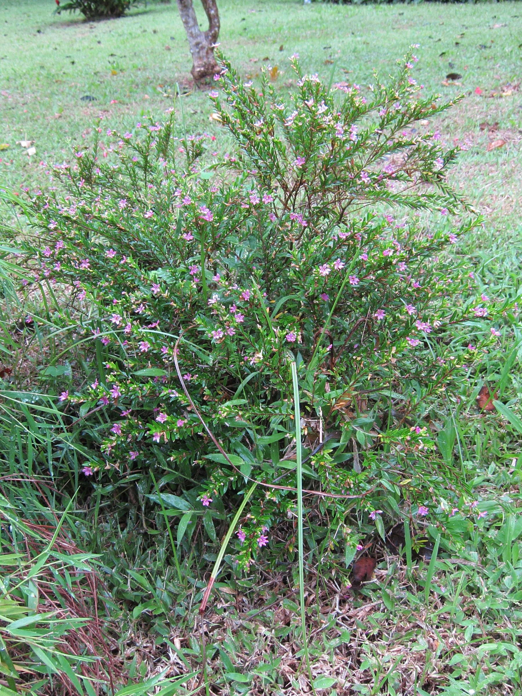 cuphea_hyssopifolia4bd