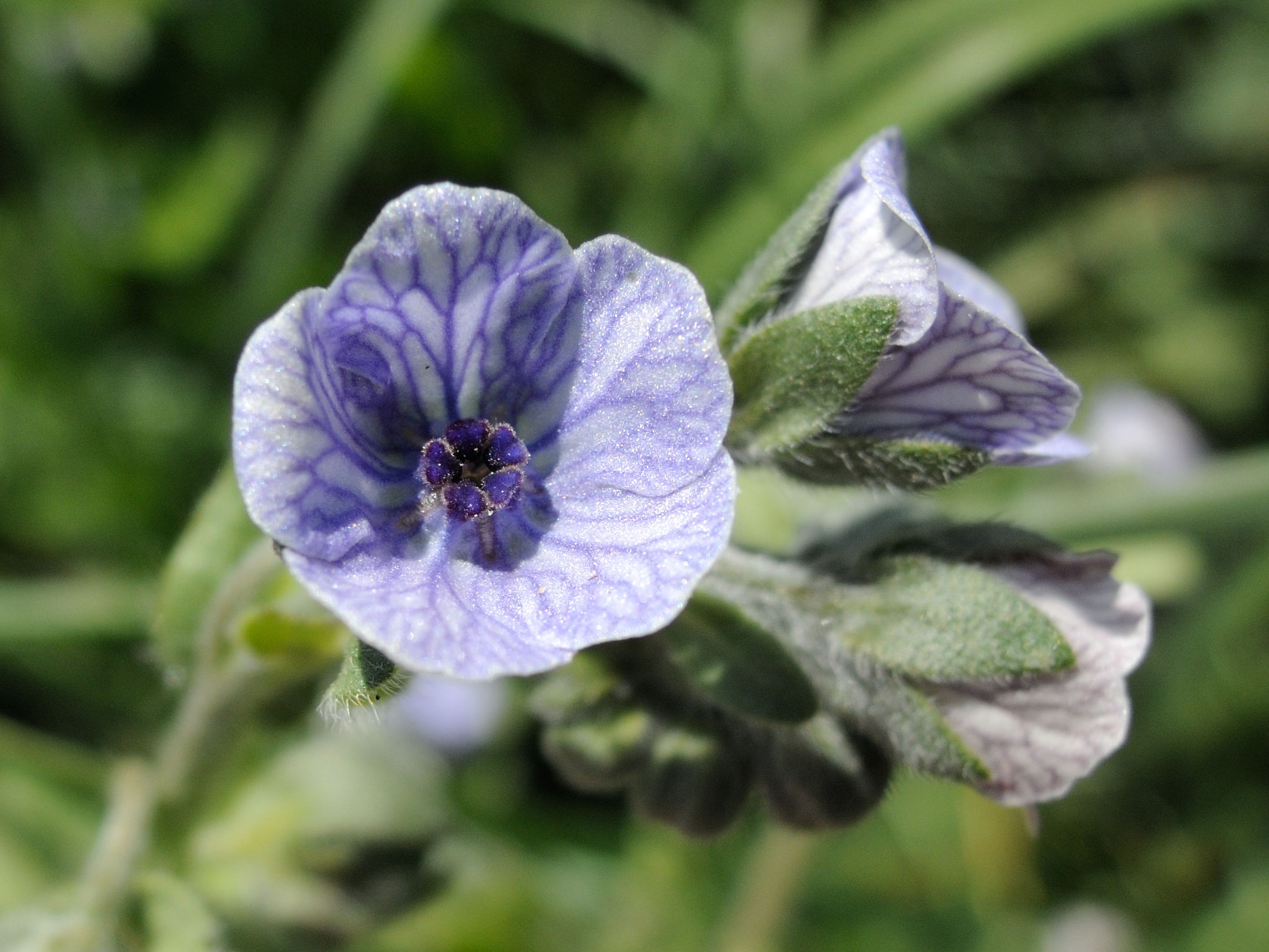 Afficher le média cynoglossum_creticum3md cynoglossum_creticum3md