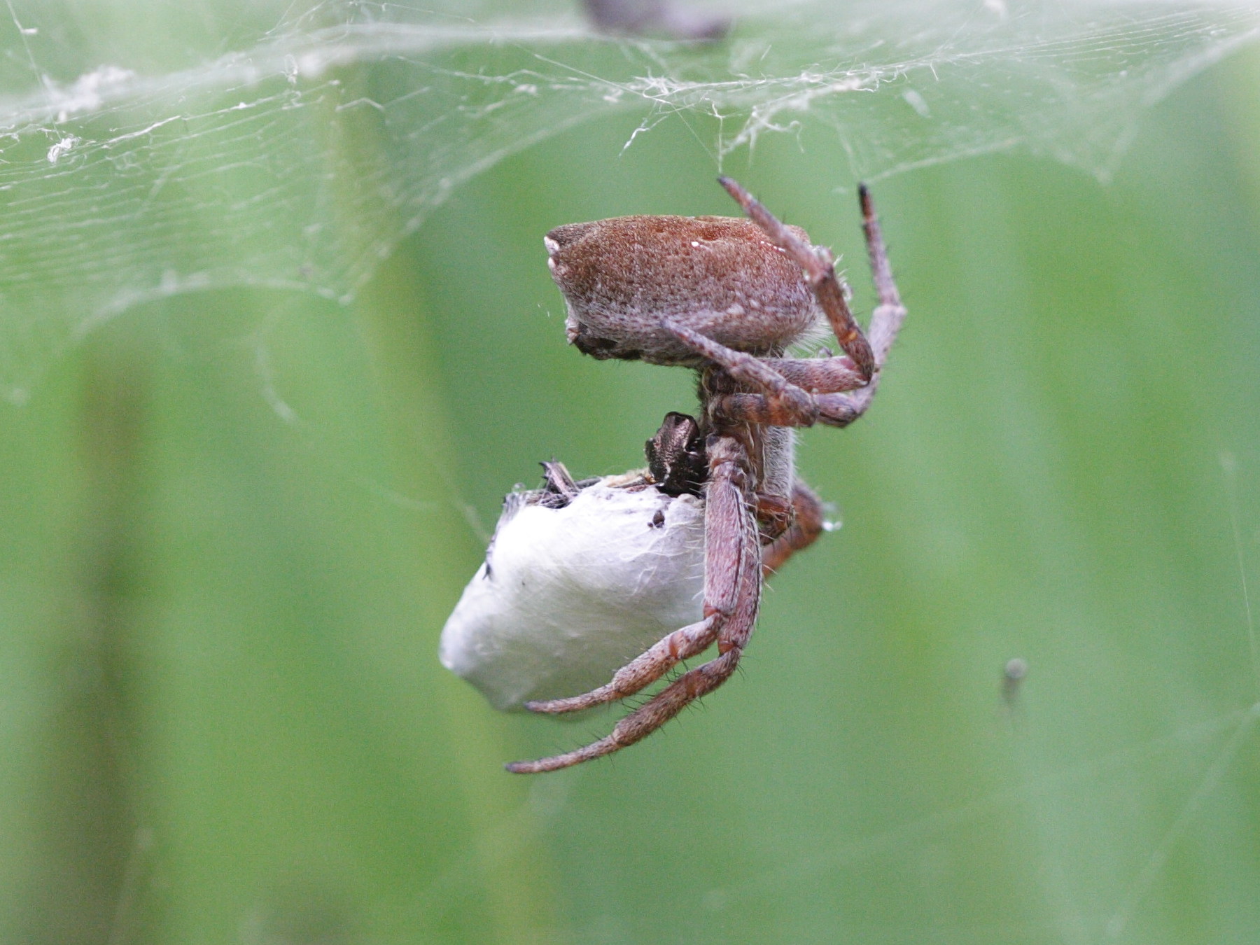 cyrtophora_citricola4bd