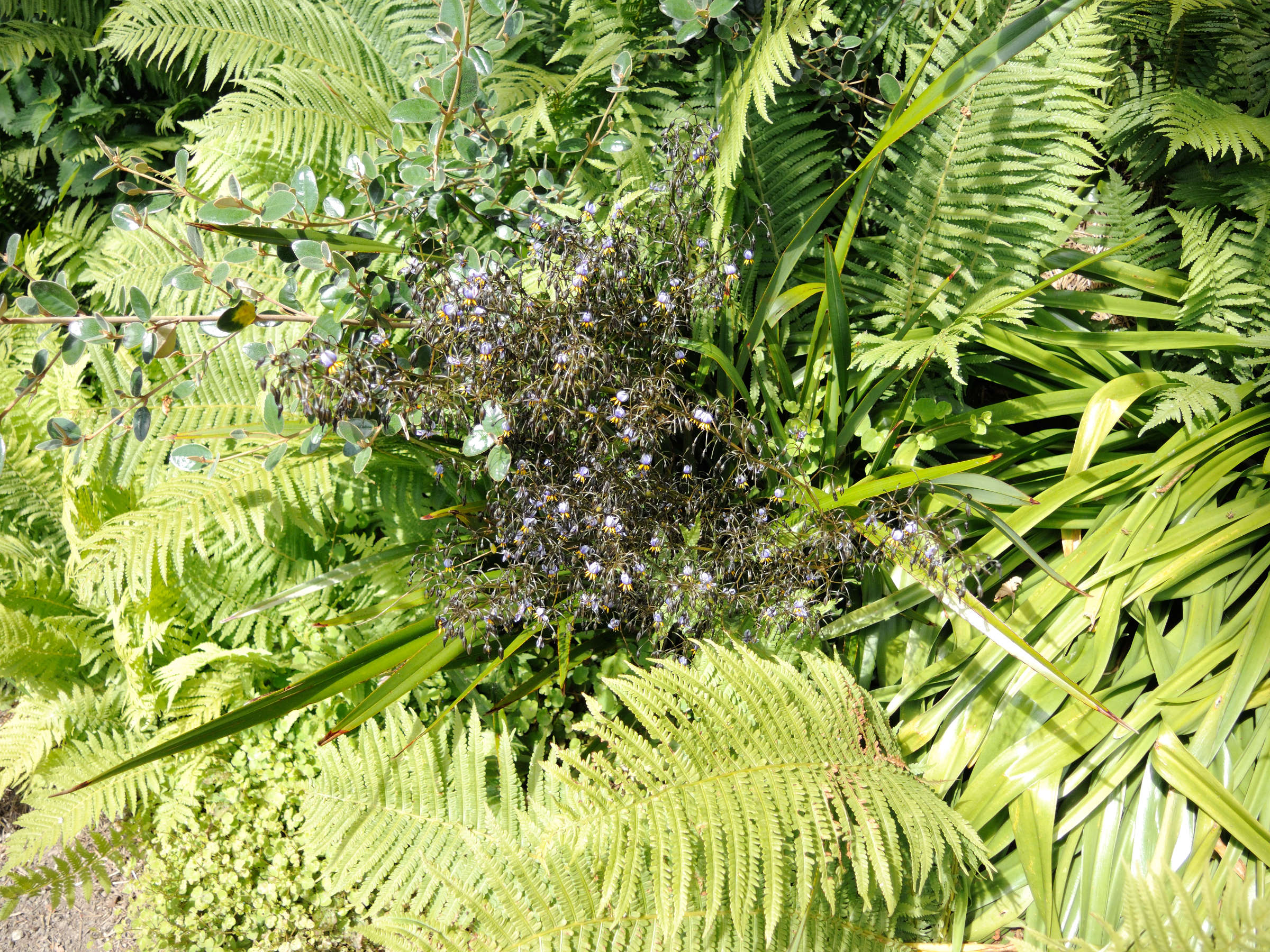 dianella_tasmanica4md