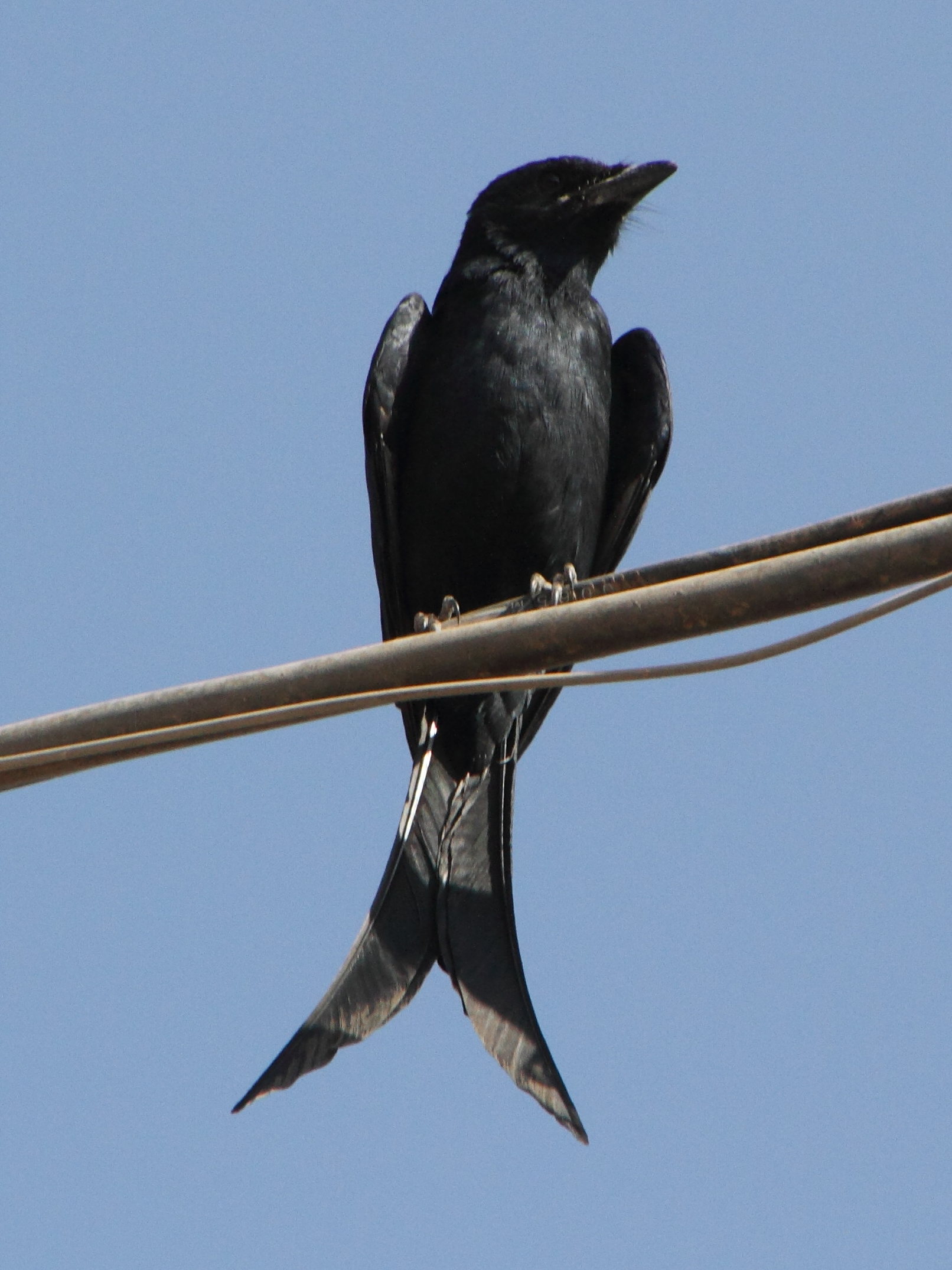 drongo_noir_-_dicrurus_macrocercus1md