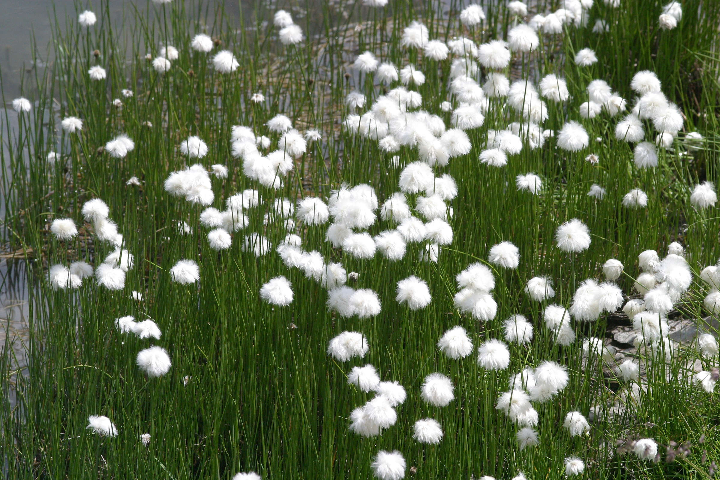 eriophorum_scheuchzeri2bd