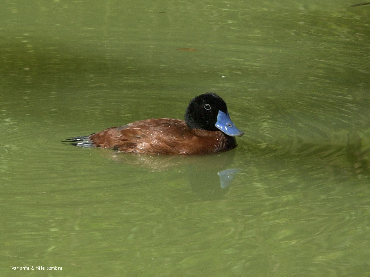 erismature_a_tete_blanche_-_oxyura_leucocephala1md
