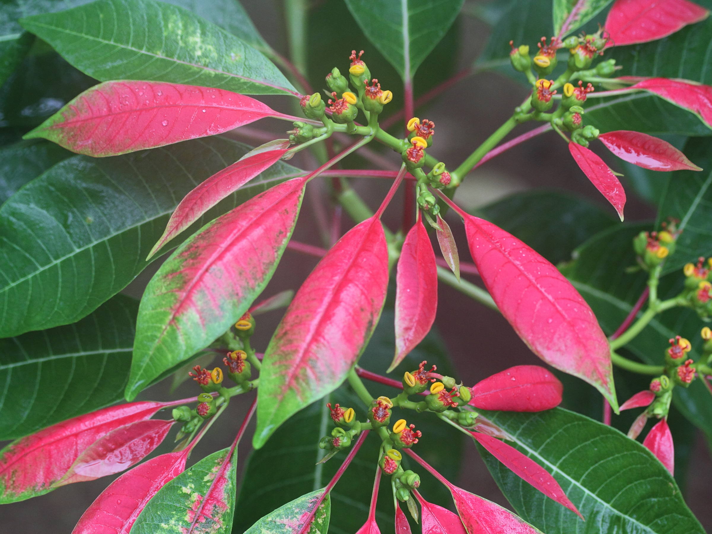 euphorbia_pulcherrima5md