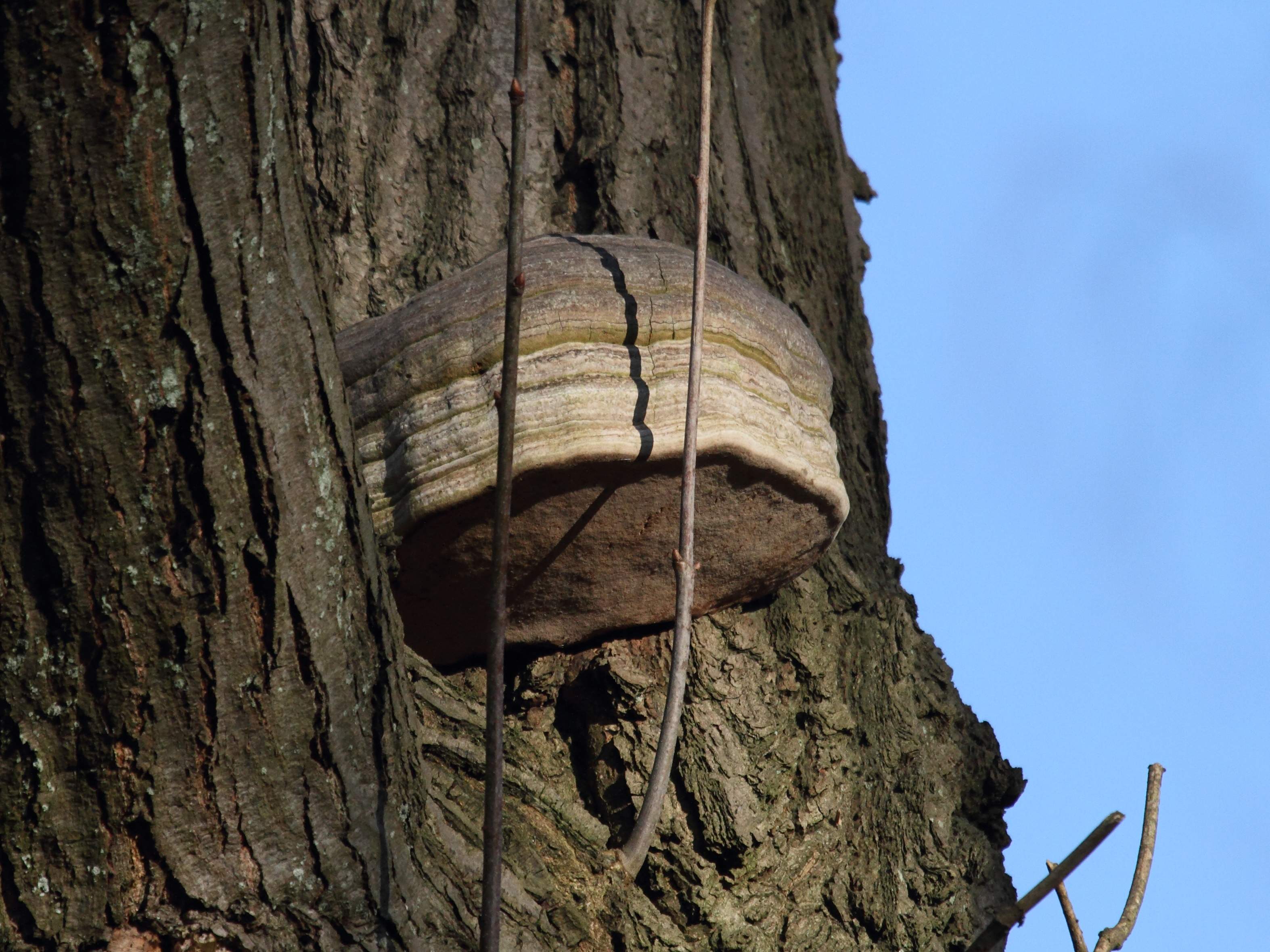 fomes_fomentarius2bd