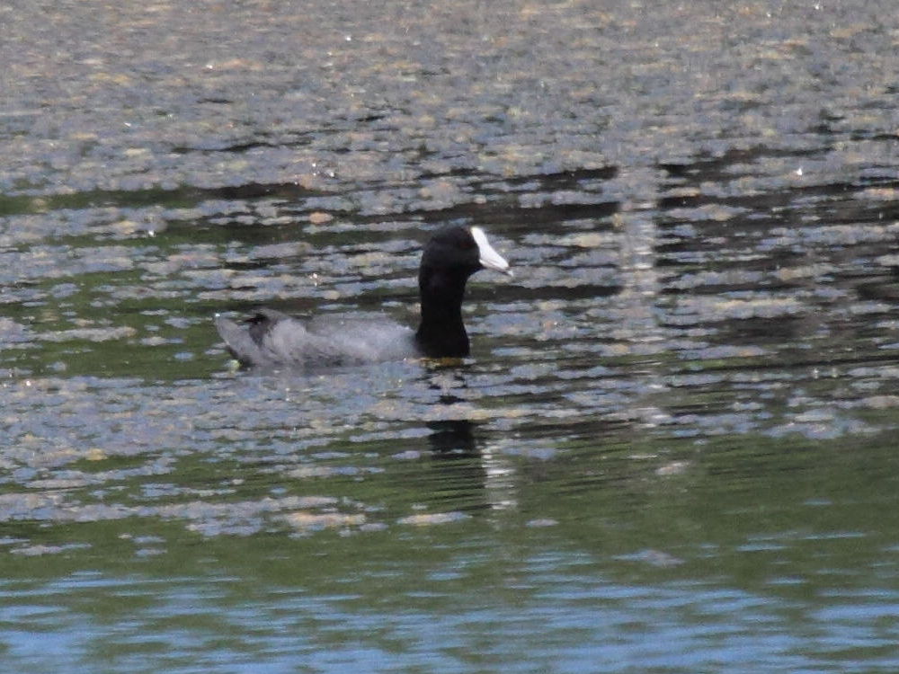 foulque_a_cachet_blanc_-_fulica_caribaea1bd