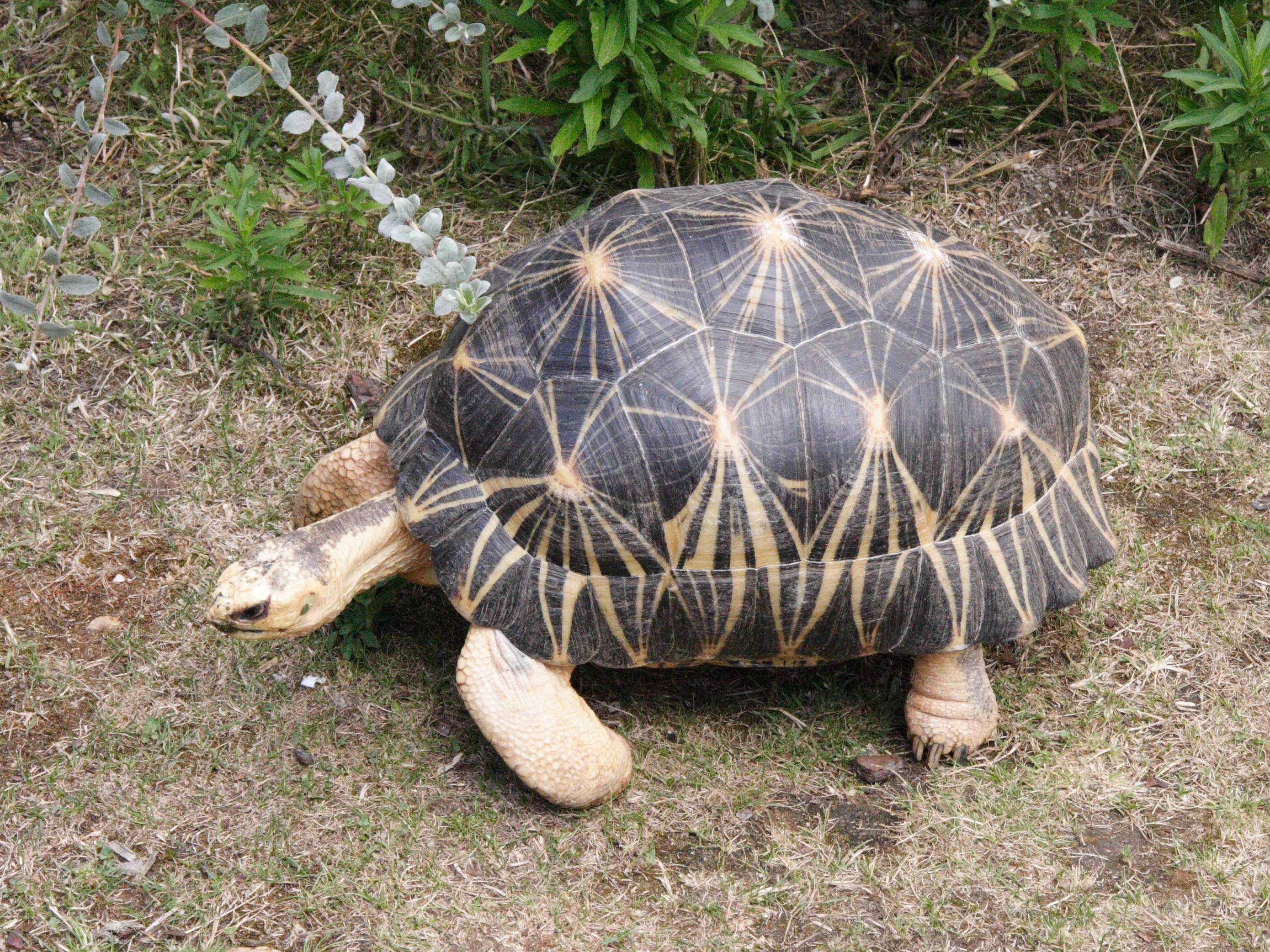 Afficher le média geochelone_radiata4md geochelone_radiata4md