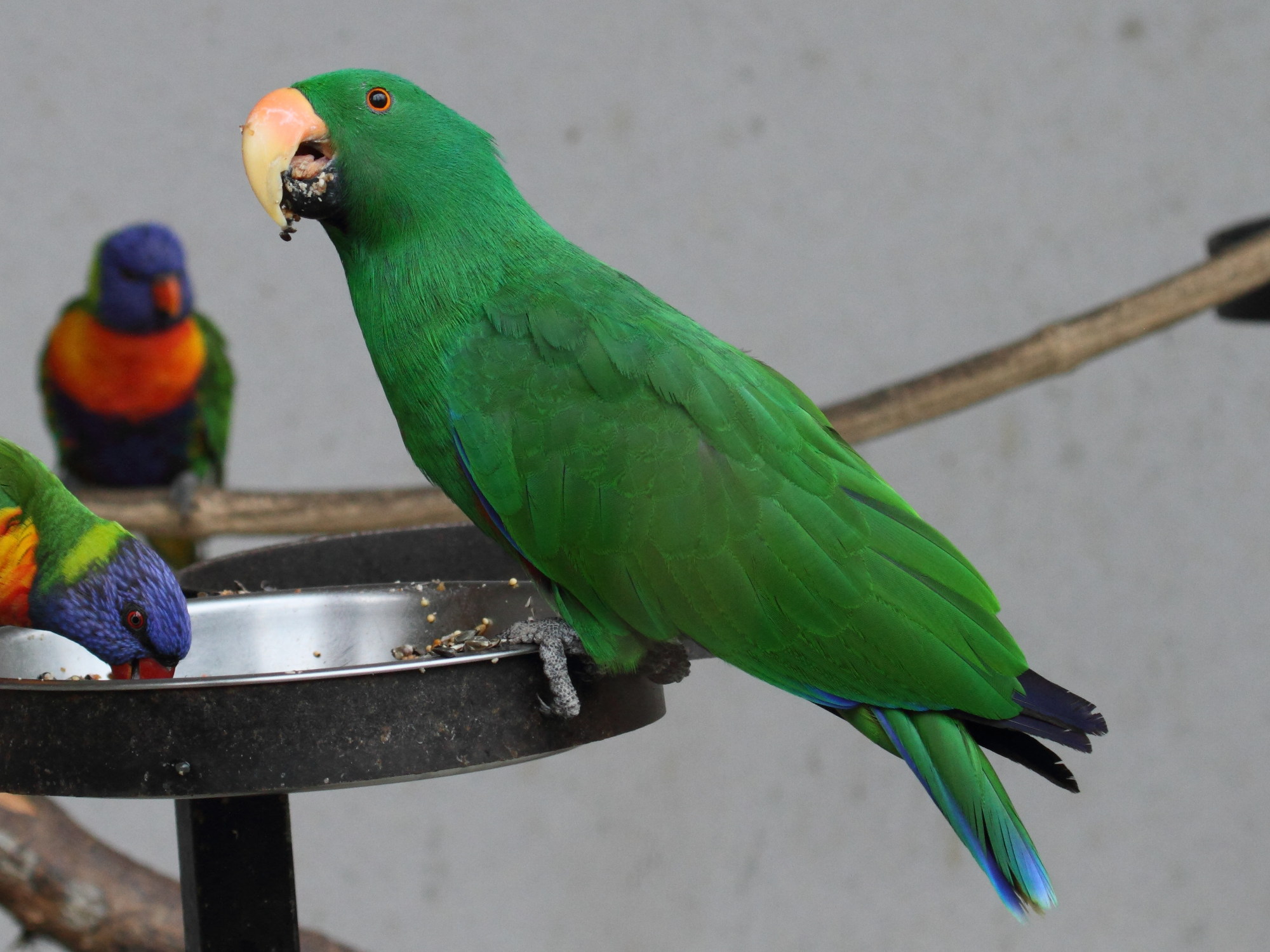 Afficher le média grand_eclectus_-_eclectus_roratus3bd grand_eclectus_-_eclectus_roratus3bd