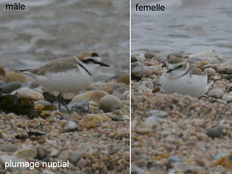 gravelot_a_collier_interrompu_-_charadrius_alexandrinus3md