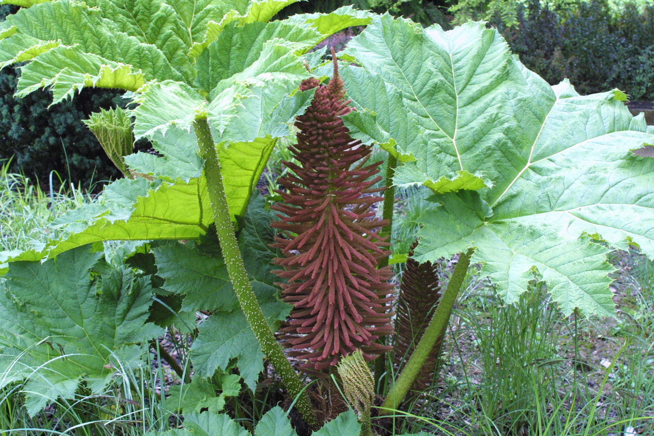 gunnera_manicata1md