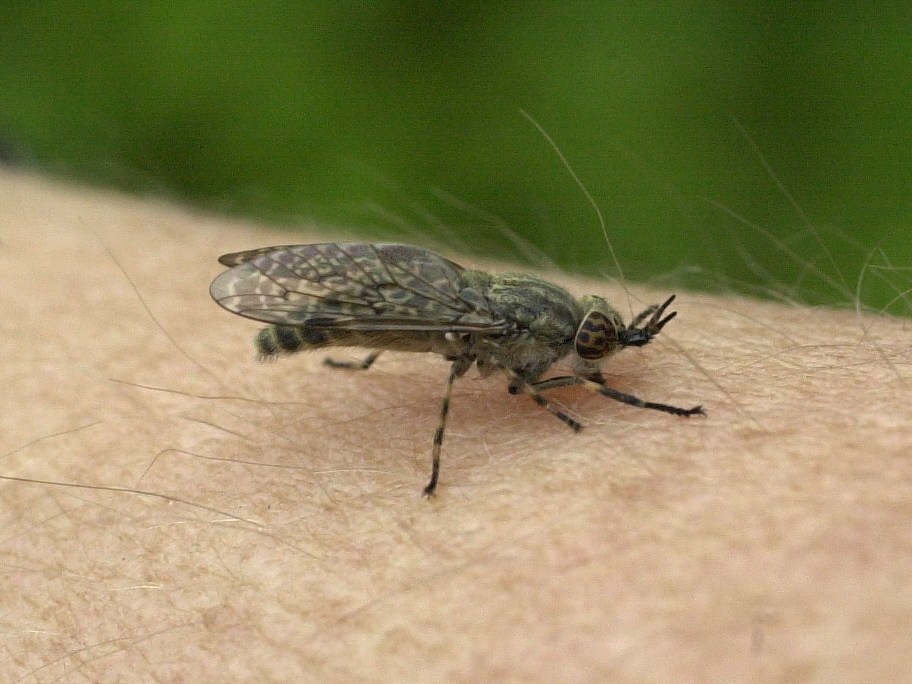 haematopota_pluvialis2md