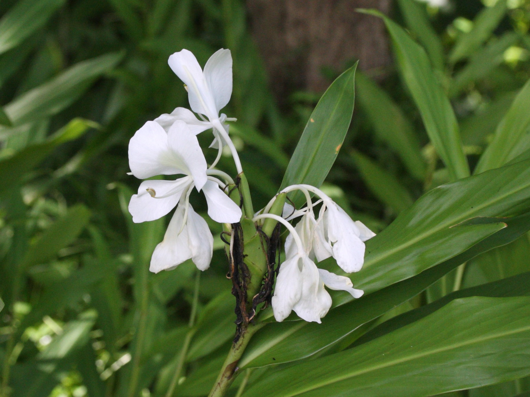 hedychium_coronarium2md