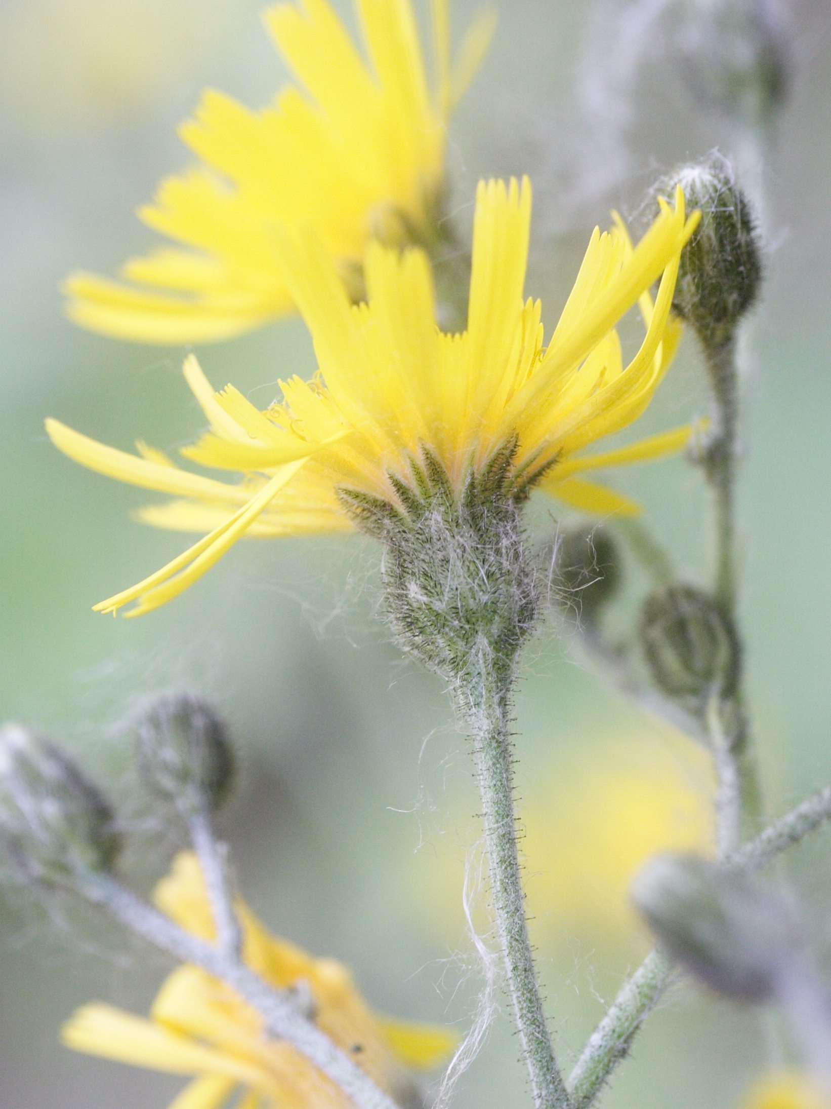 Afficher le média hieracium_lachenalii3md hieracium_lachenalii3md