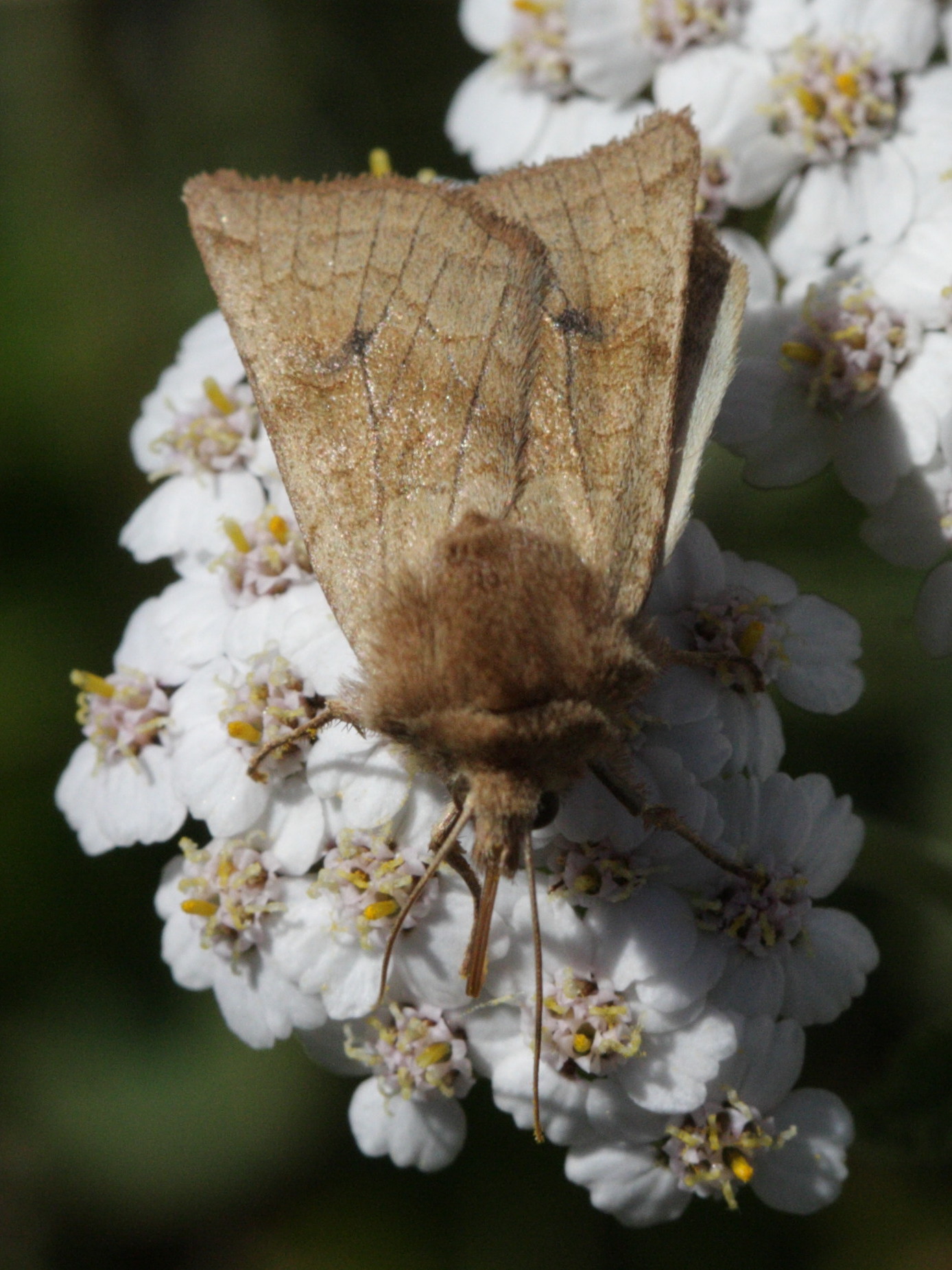 hydraecia_micacea3bd