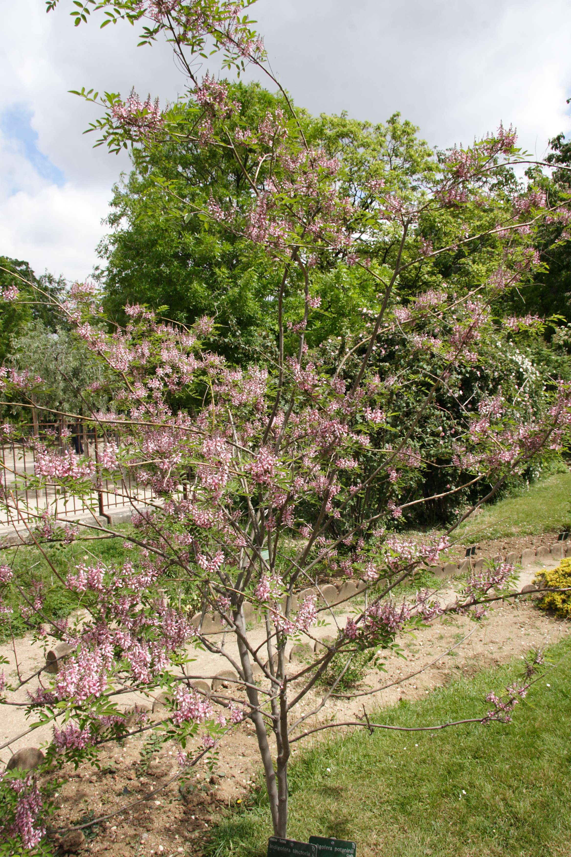 indigofera_potaninii2md