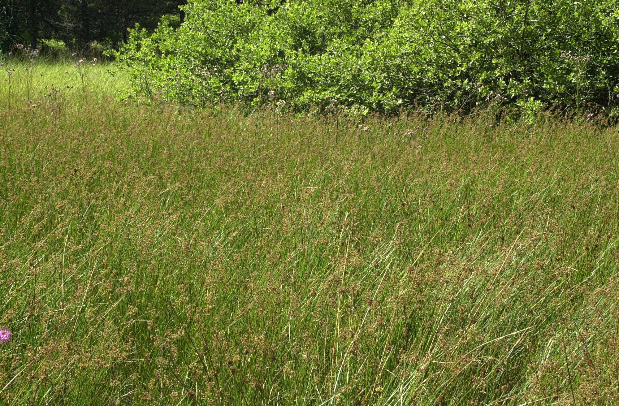 juncus_acutiflorus1md