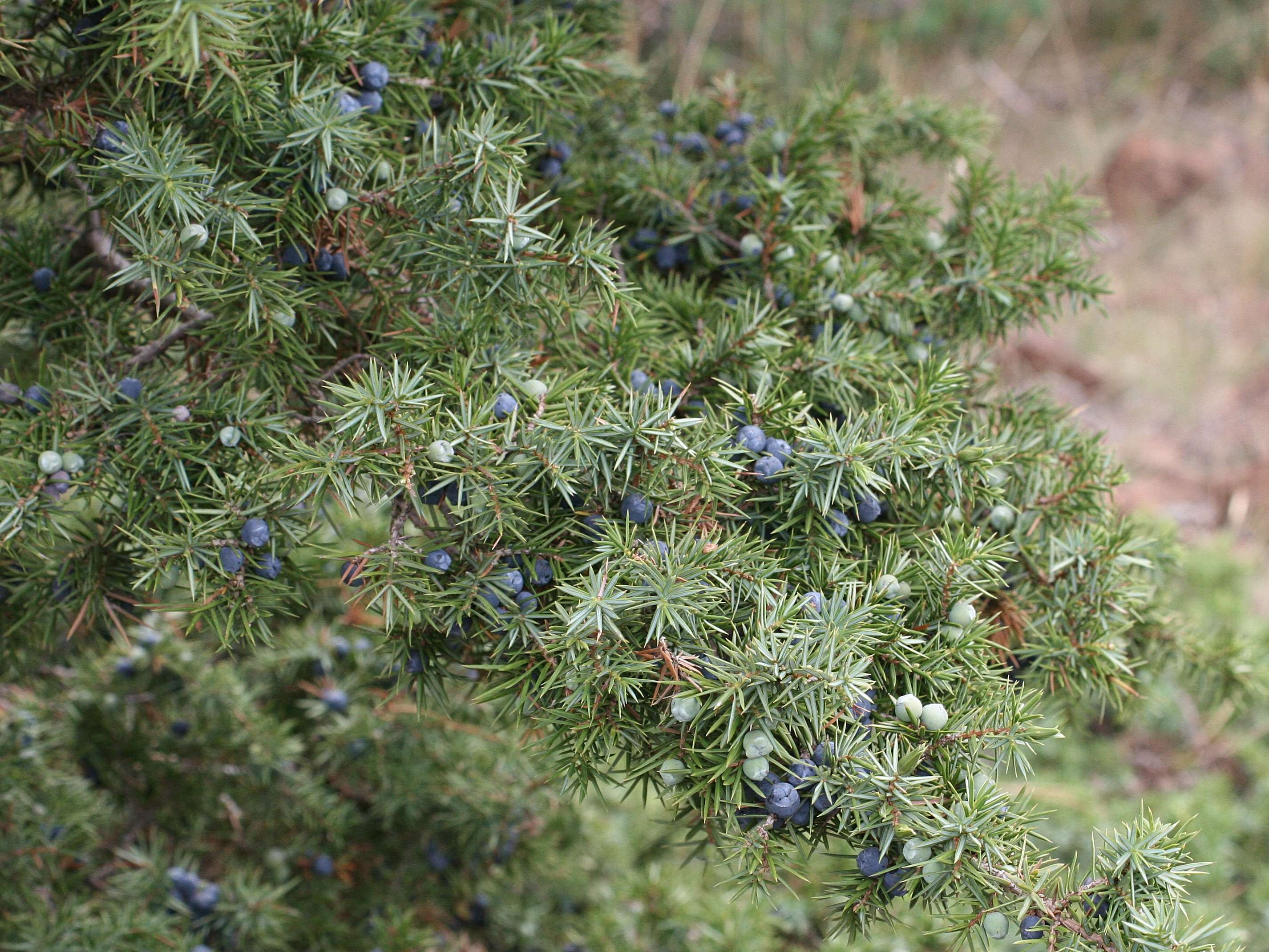 juniperus_communis1md