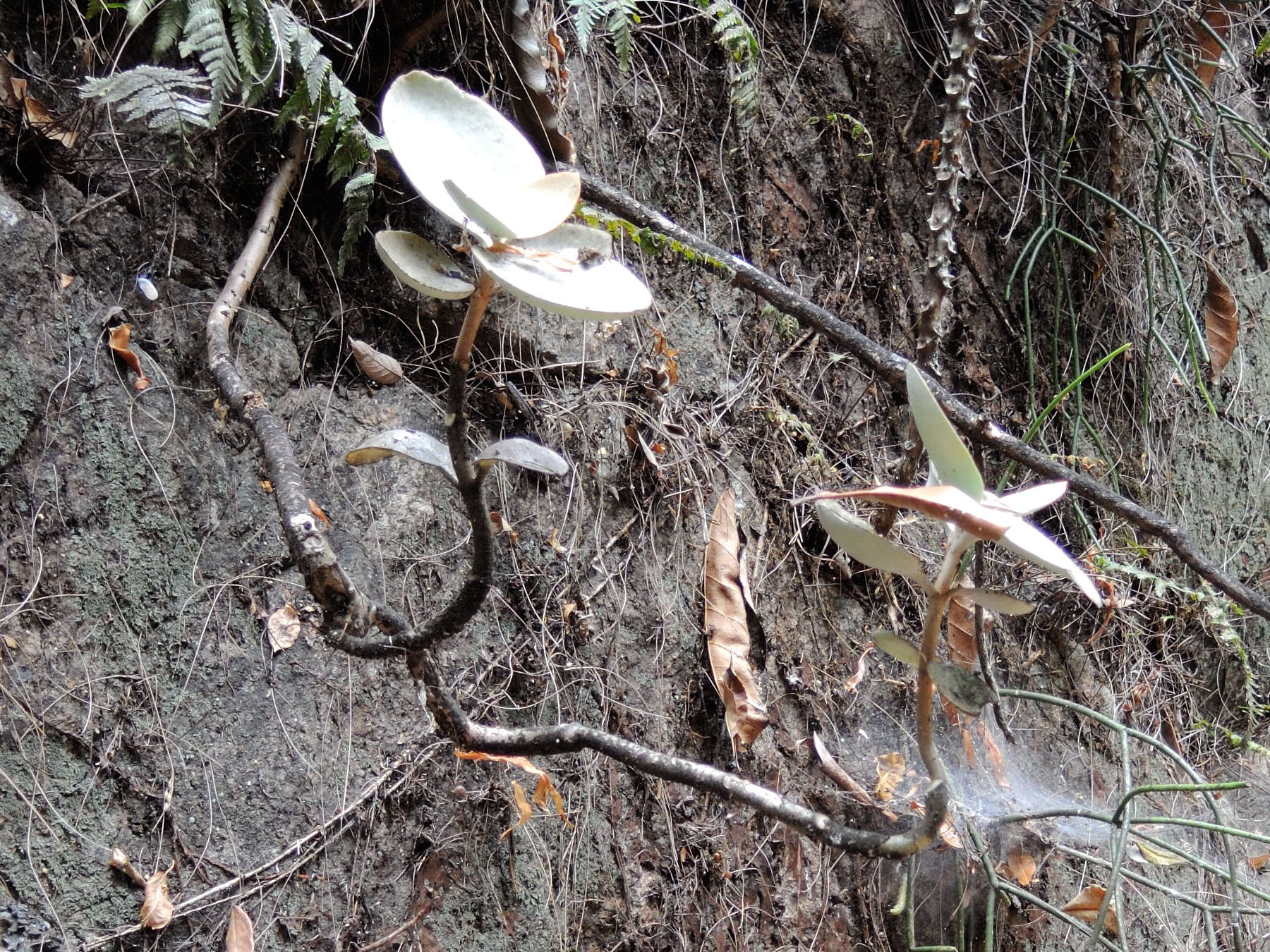 kalanchoe_orgyalis1md